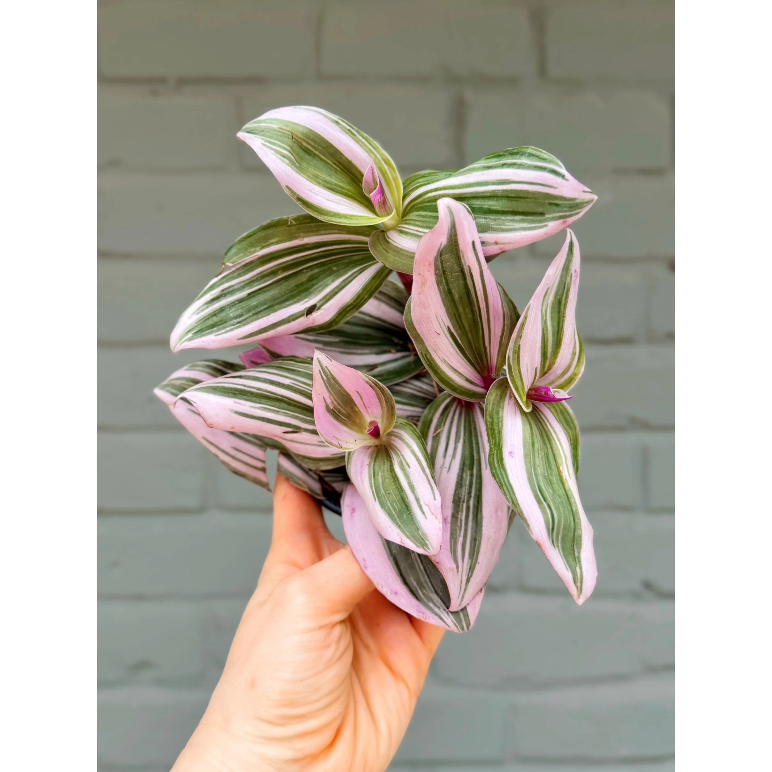 Tradescantia 'Nanouk'