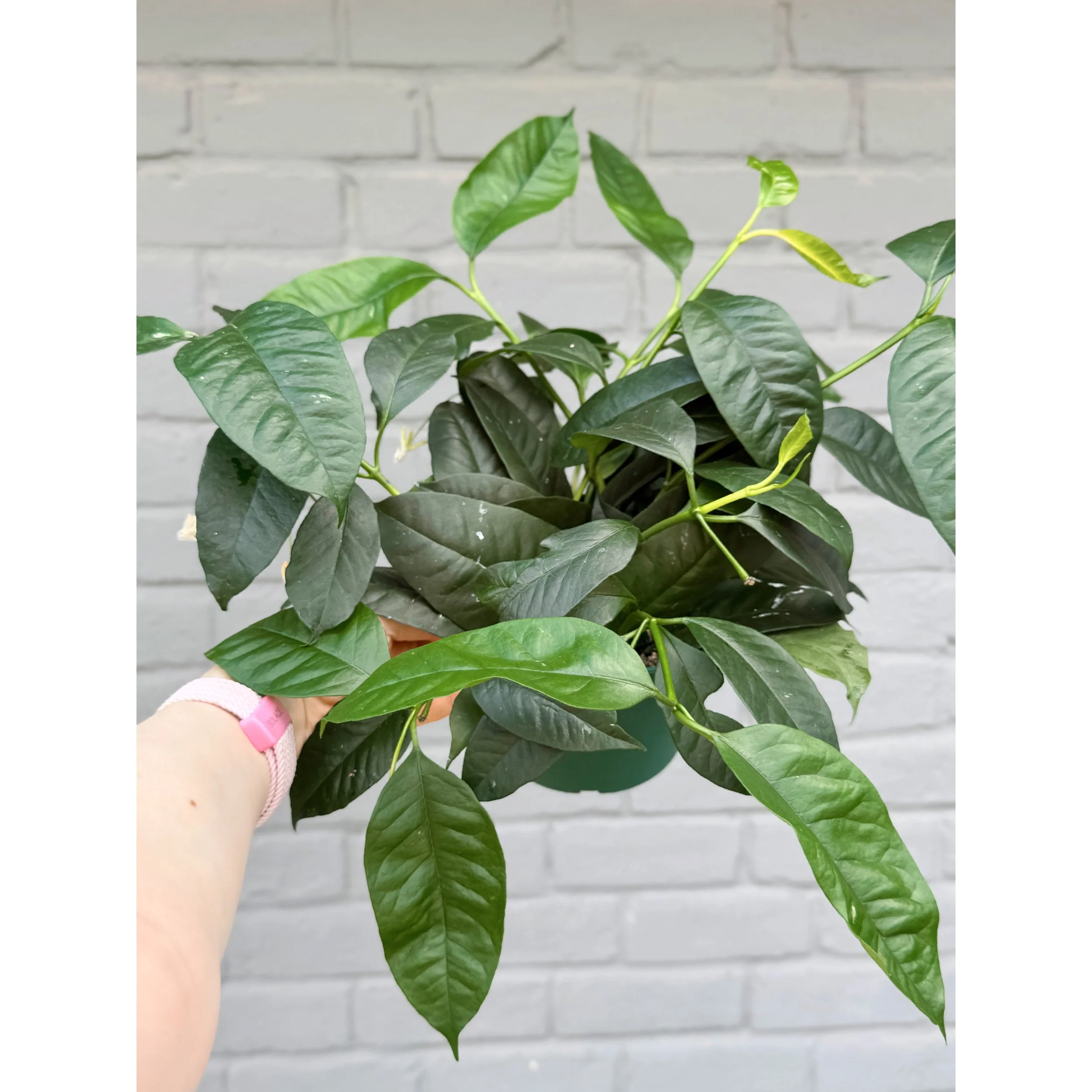 Hoya Multiflora 'Shooting Star'