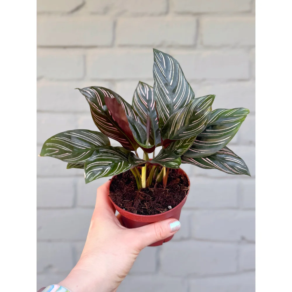 dracaena fragrans lemon Lemon Lime Dracaena main image 0