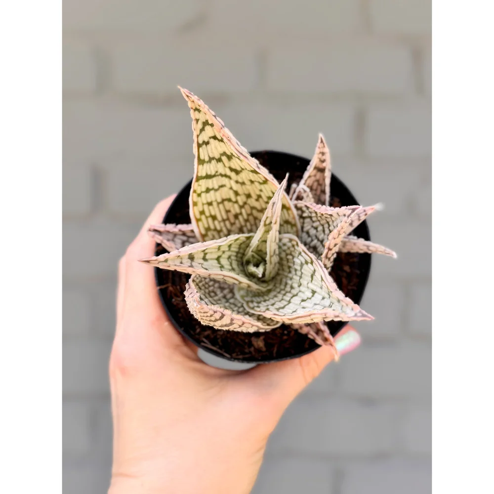 Aloe Hybrid 'Delta Lights' 3.5"  Stayin' Alive Succulents