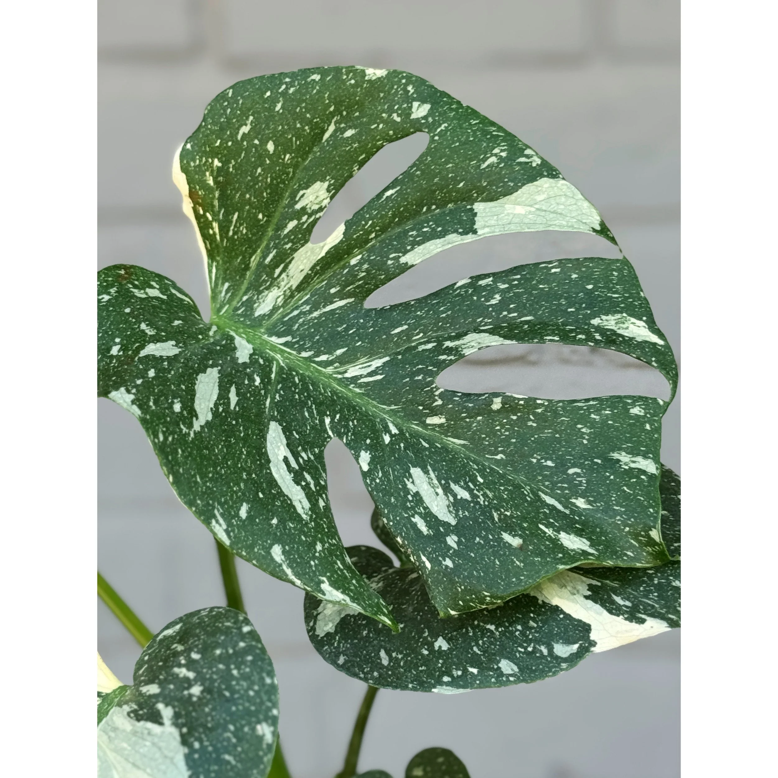 Monstera 'Thai Constellation'