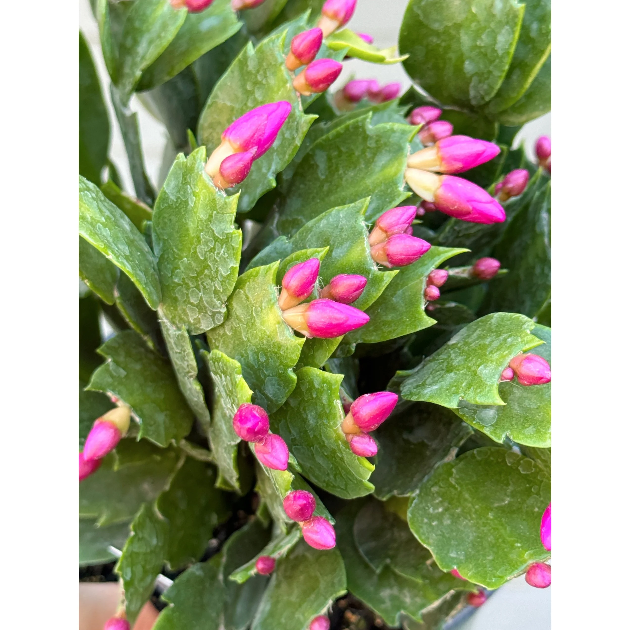 Thanksgiving Cactus - Schlumbergera Hybrid 'Thor Sharon' (Hot Pink Blooms)