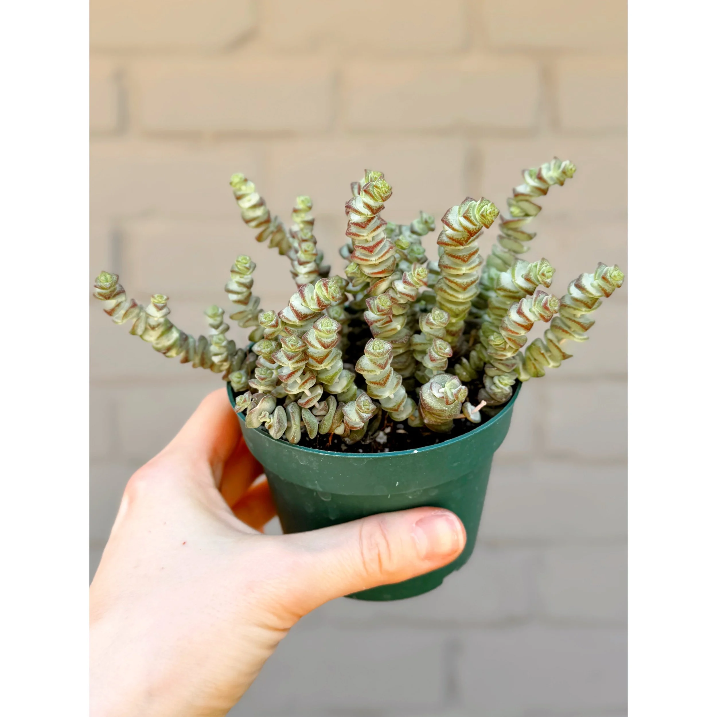 Crassula 'Baby's Necklace' 4"