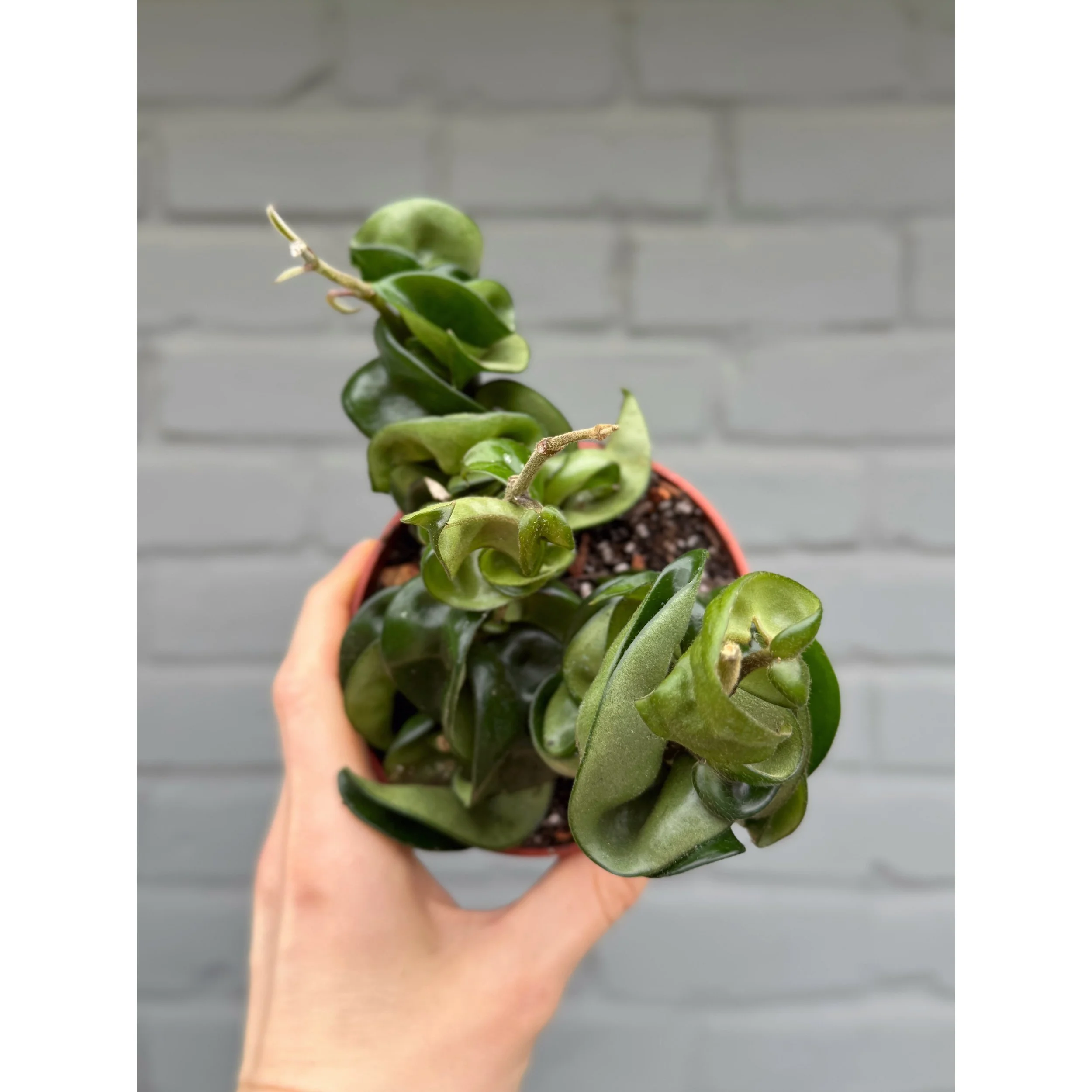 Hoya Carnosa Compacta 'Hindu Rope'