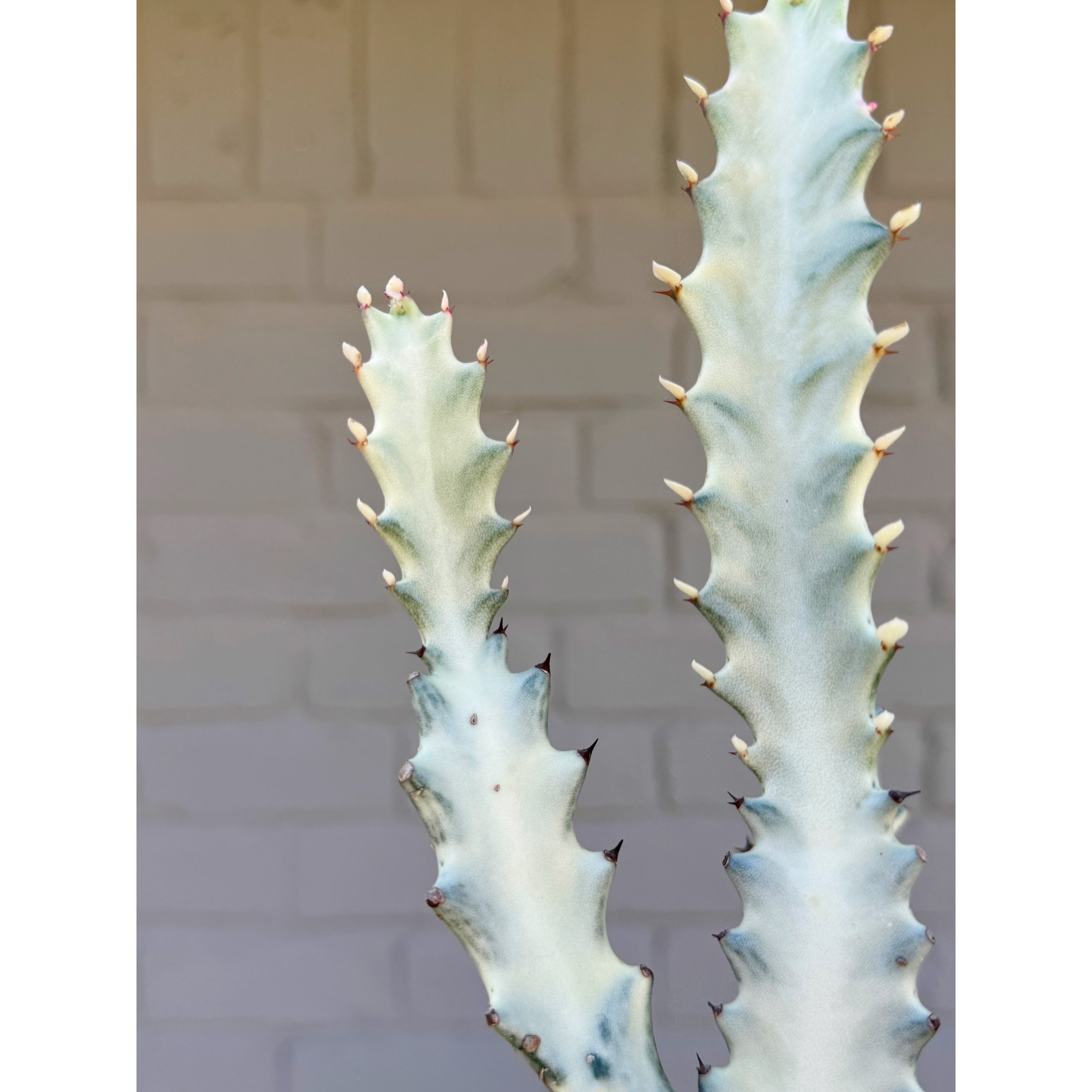 Euphorbia Lactea Variegata 'White Ghost'
