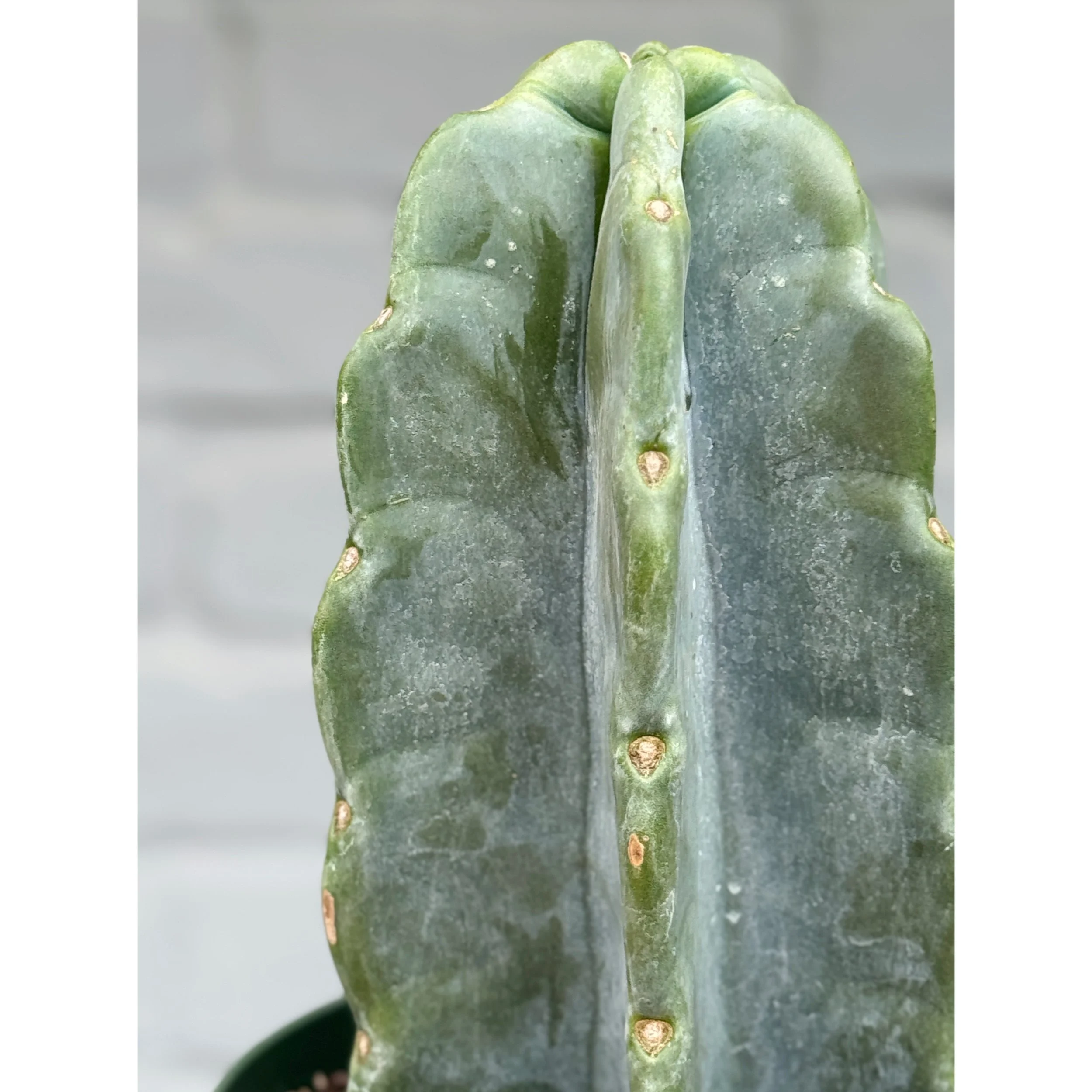 Cereus Jamacaru 'Cuddly Cactus' Short