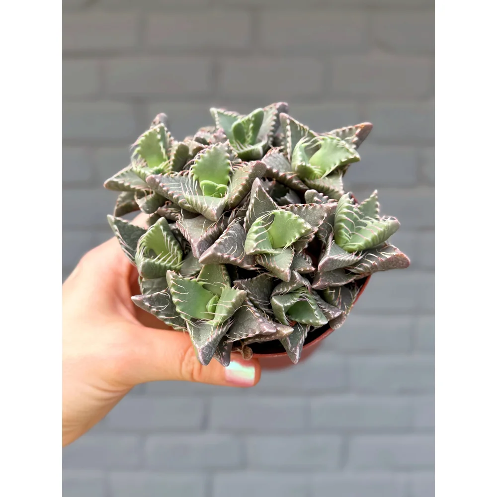 Faucaria Tigrina 'Tiger Jaws' 4" (Purple)  Stayin' Alive Succulents