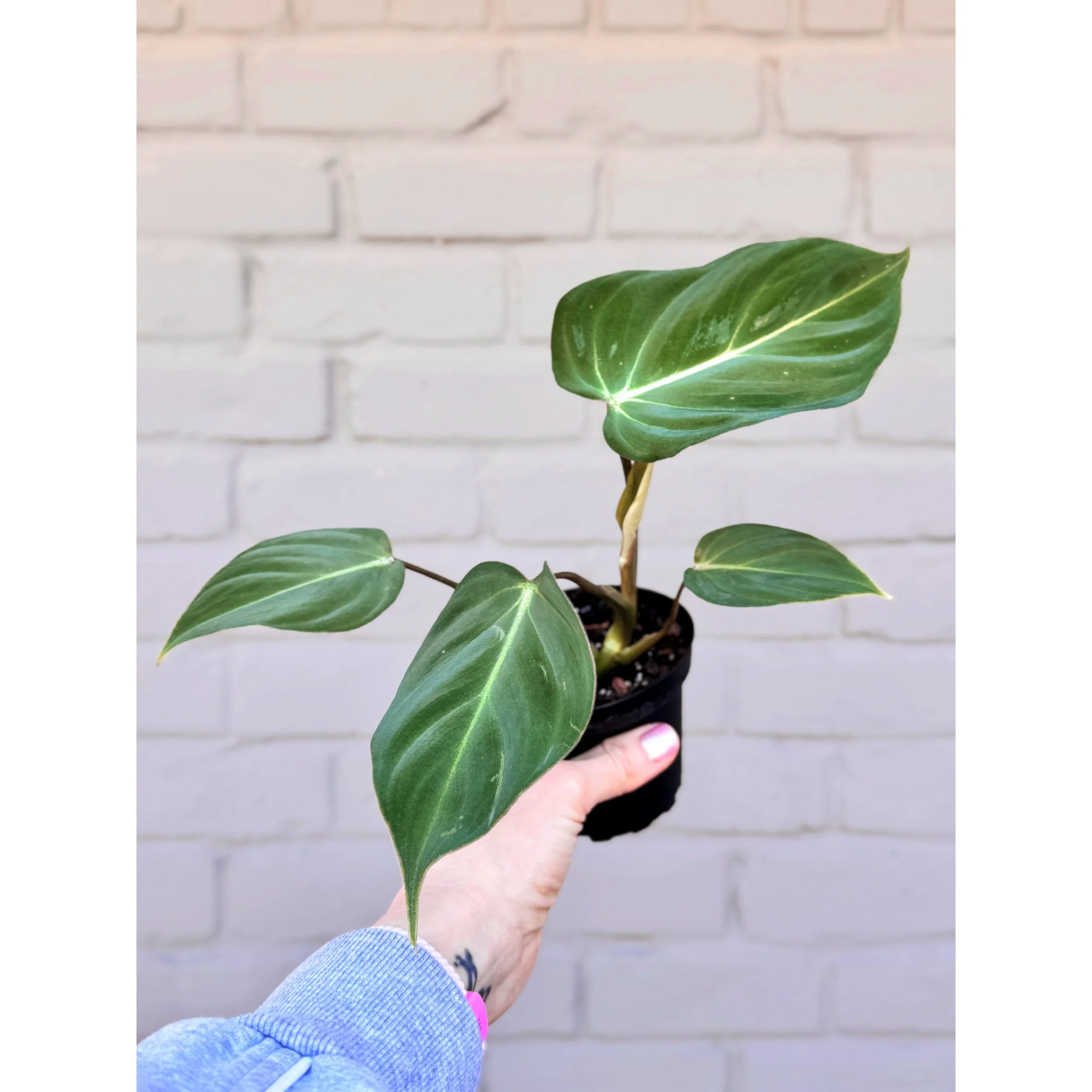 Philodendron 'Gloriosum'