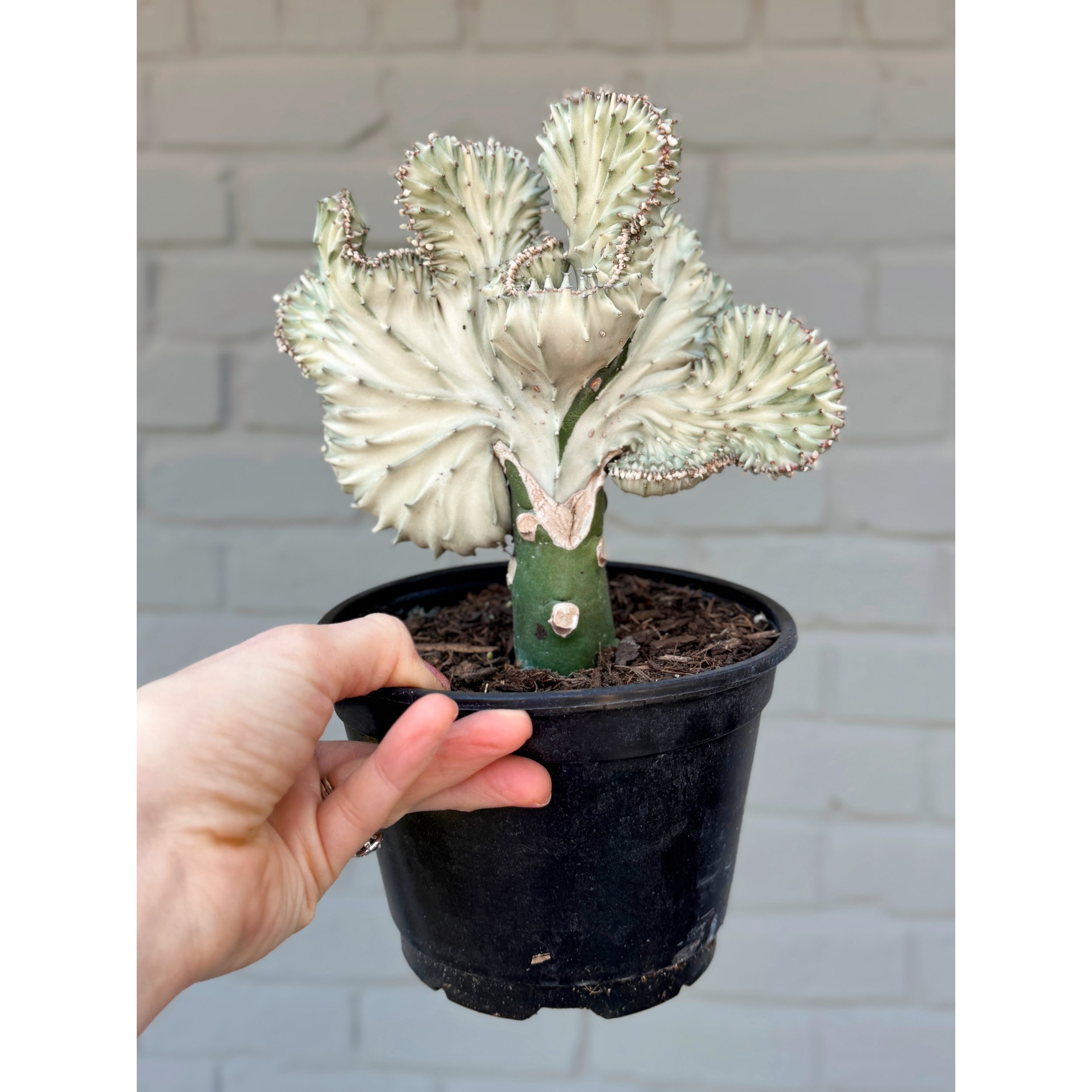 Grafted Coral Cactus 'Mermaid Tail' Silver/White