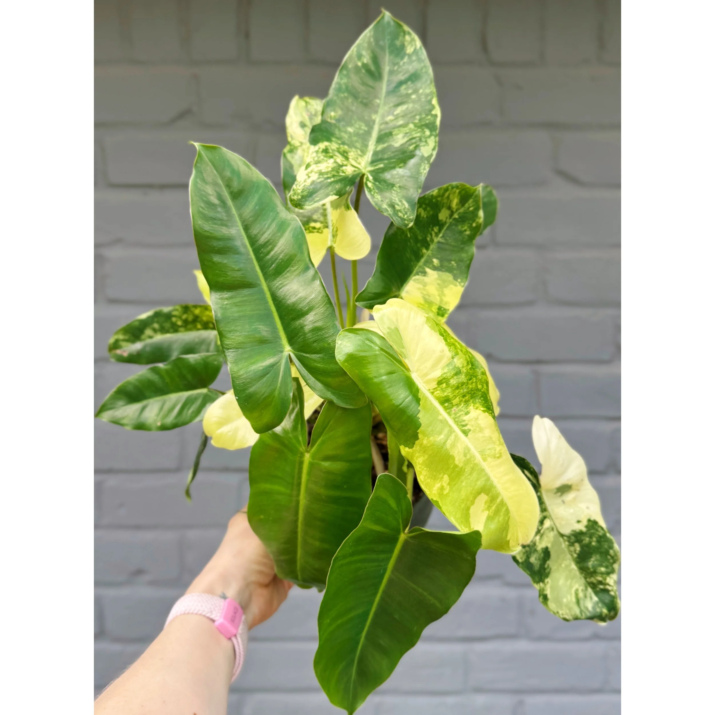 Philodendron 'Burle Marx' Variegated 6"