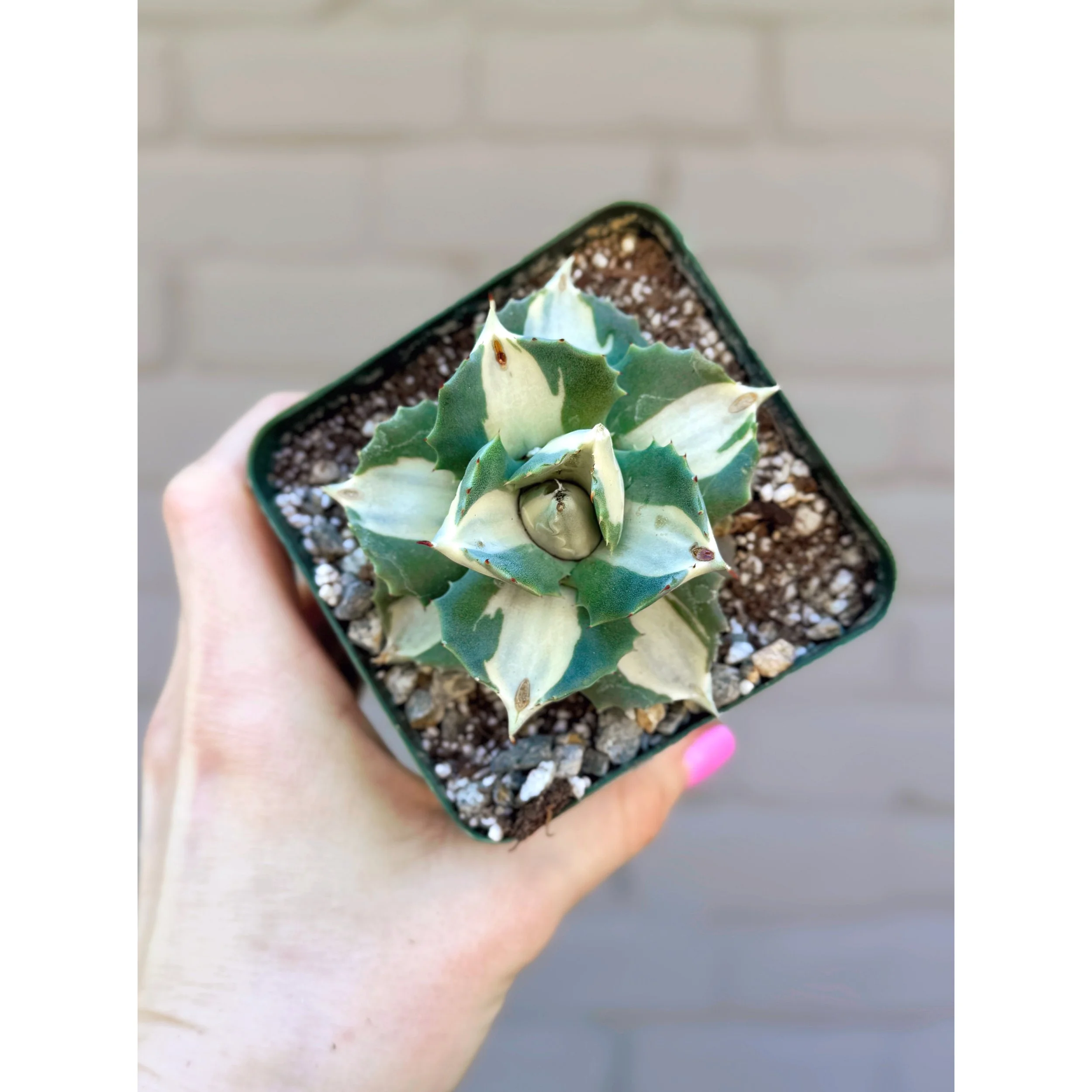 Agave Isthmensis f. Mediopicta Alba 'Variegated Dwarf Butterfly Agave'