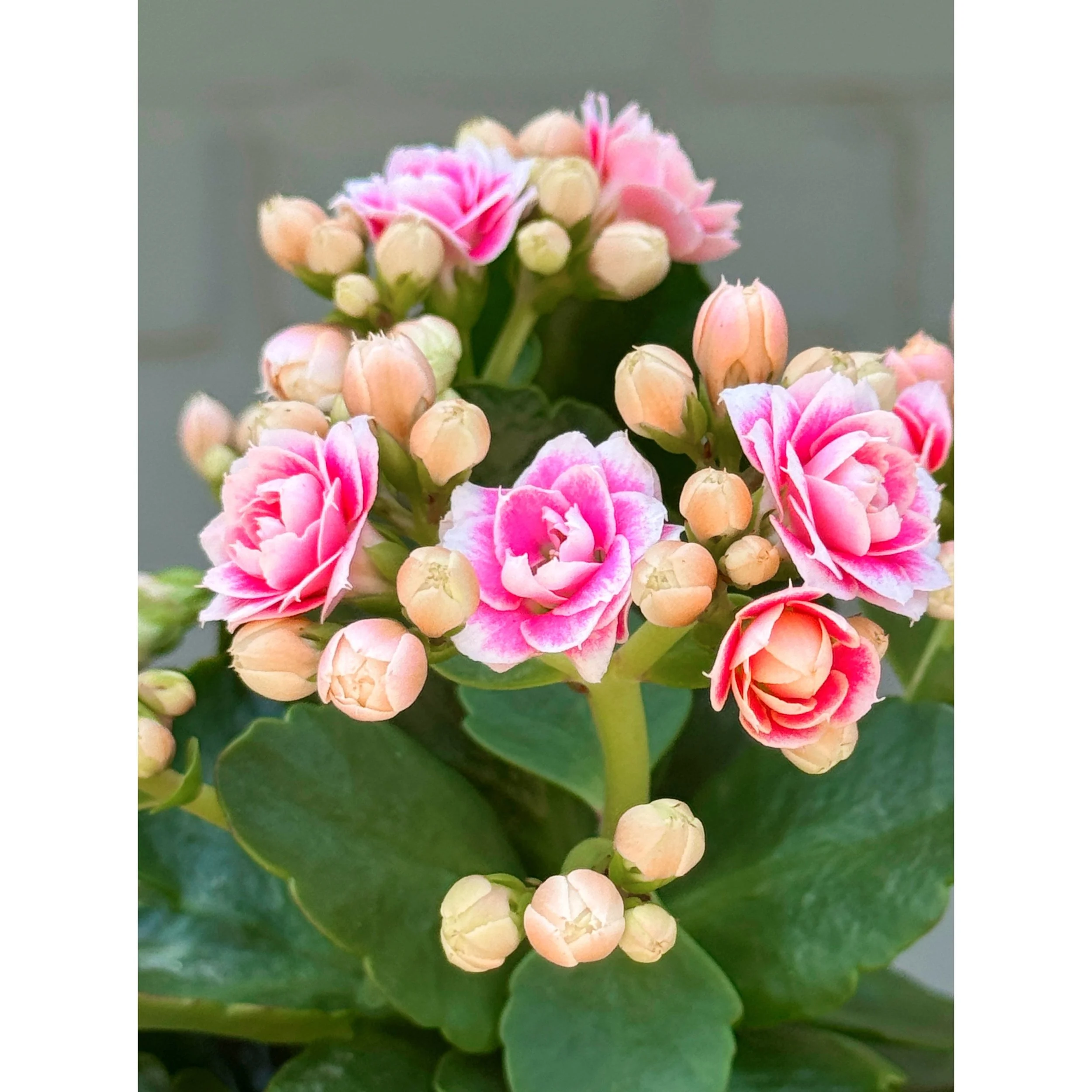 Pink and White Bicolor Blooming Calandiva