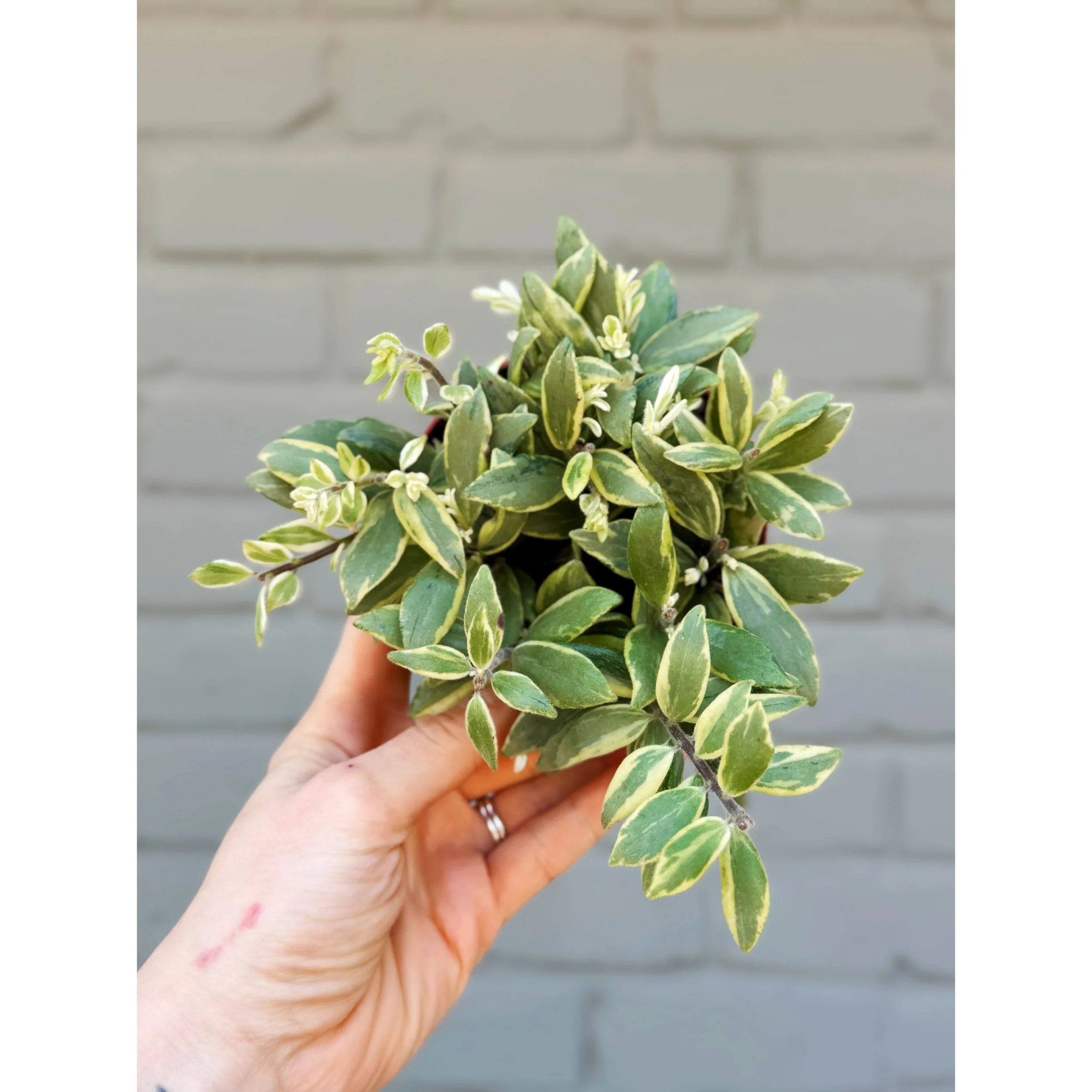 Aeschynanthus Bolero 'Bicolor Lipstick Plant'