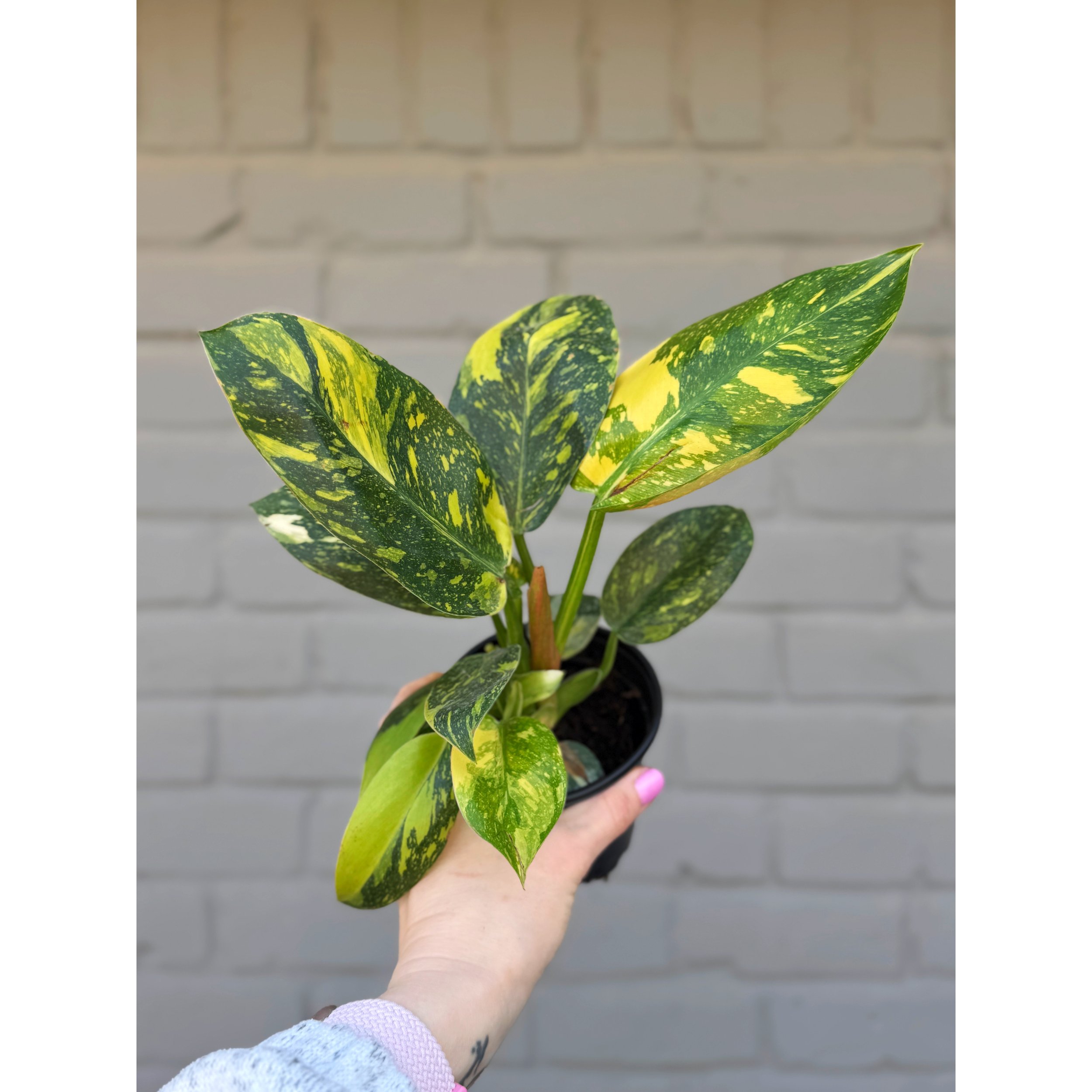 Philodendron Green Congo 'Nuclear' 4"