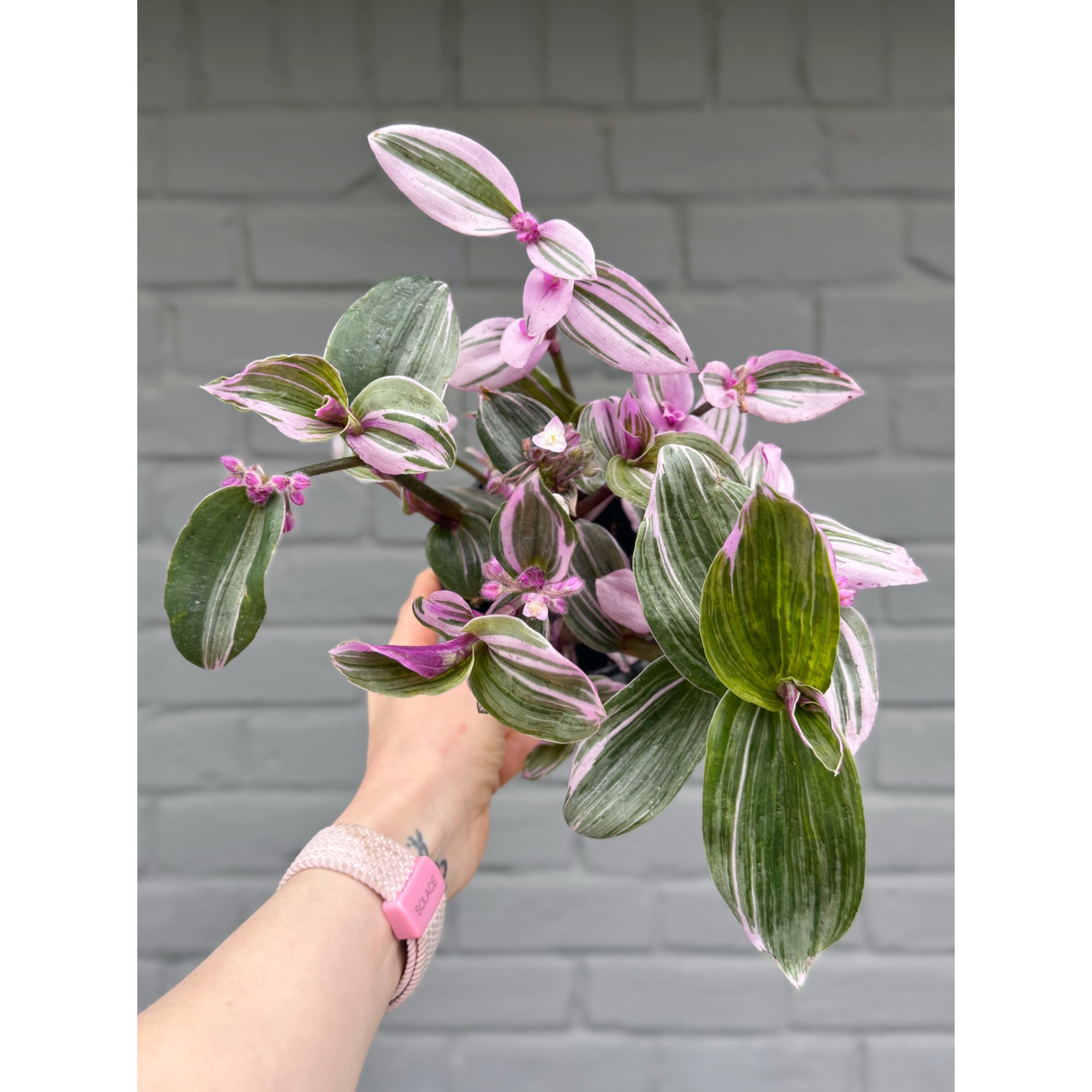 Tradescantia 'Nanouk'