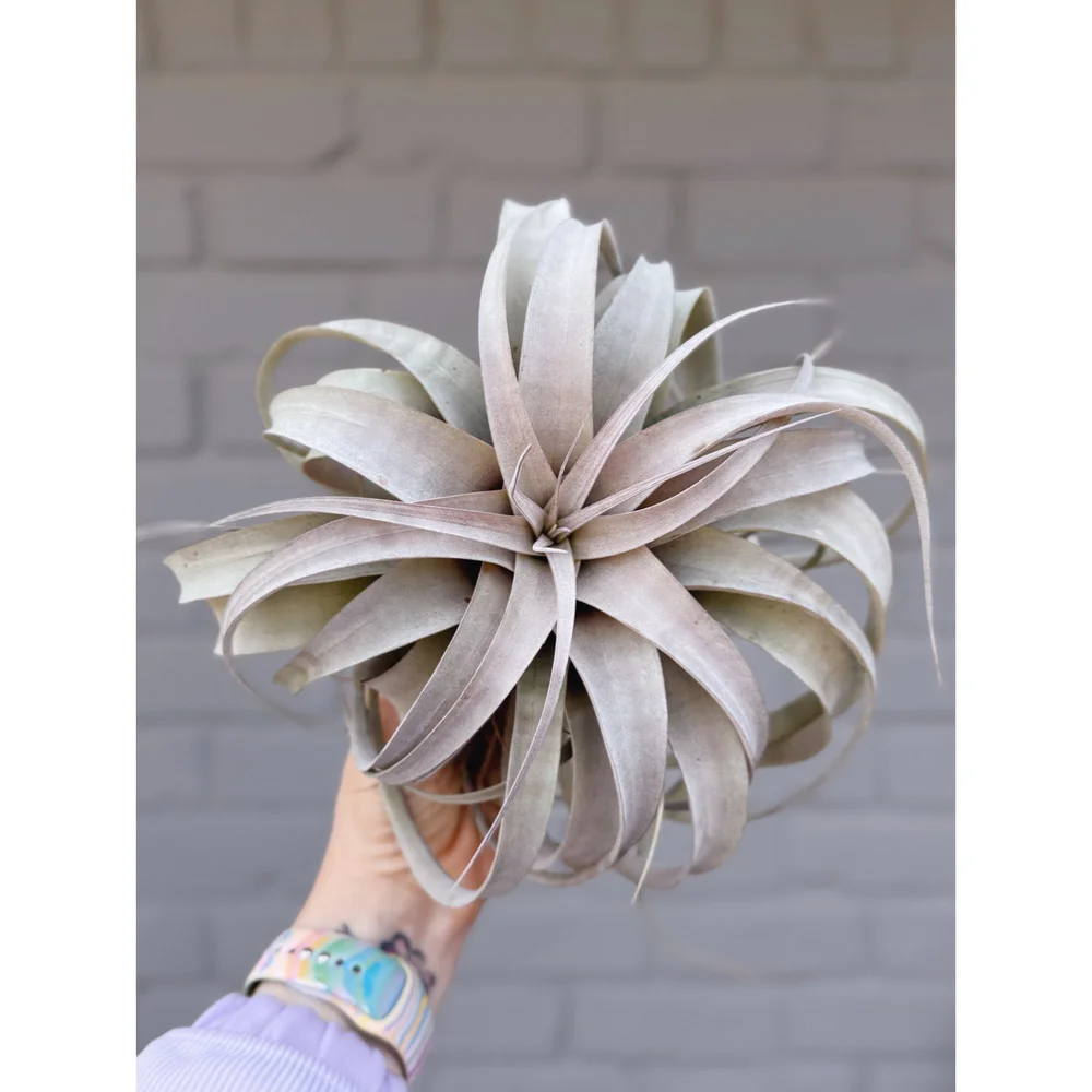 dracaena janet craig dracaena deremensis Dracaena 'Janet Craig' – Elegant, Low-Maintenance Houseplant main image 0