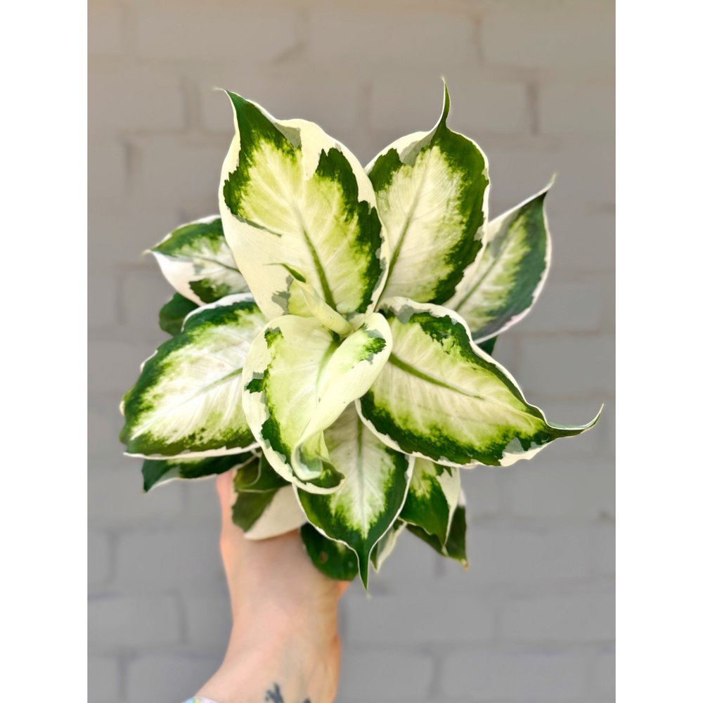 Dieffenbachia Maculata Cool Beauty 6"  Stayin' Alive Succulents