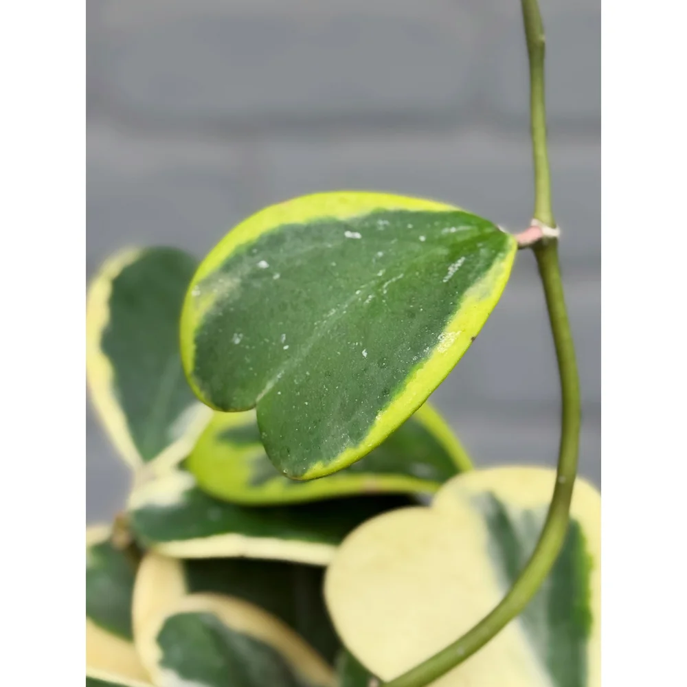 Hoya Outer Variegated Kerrii 6