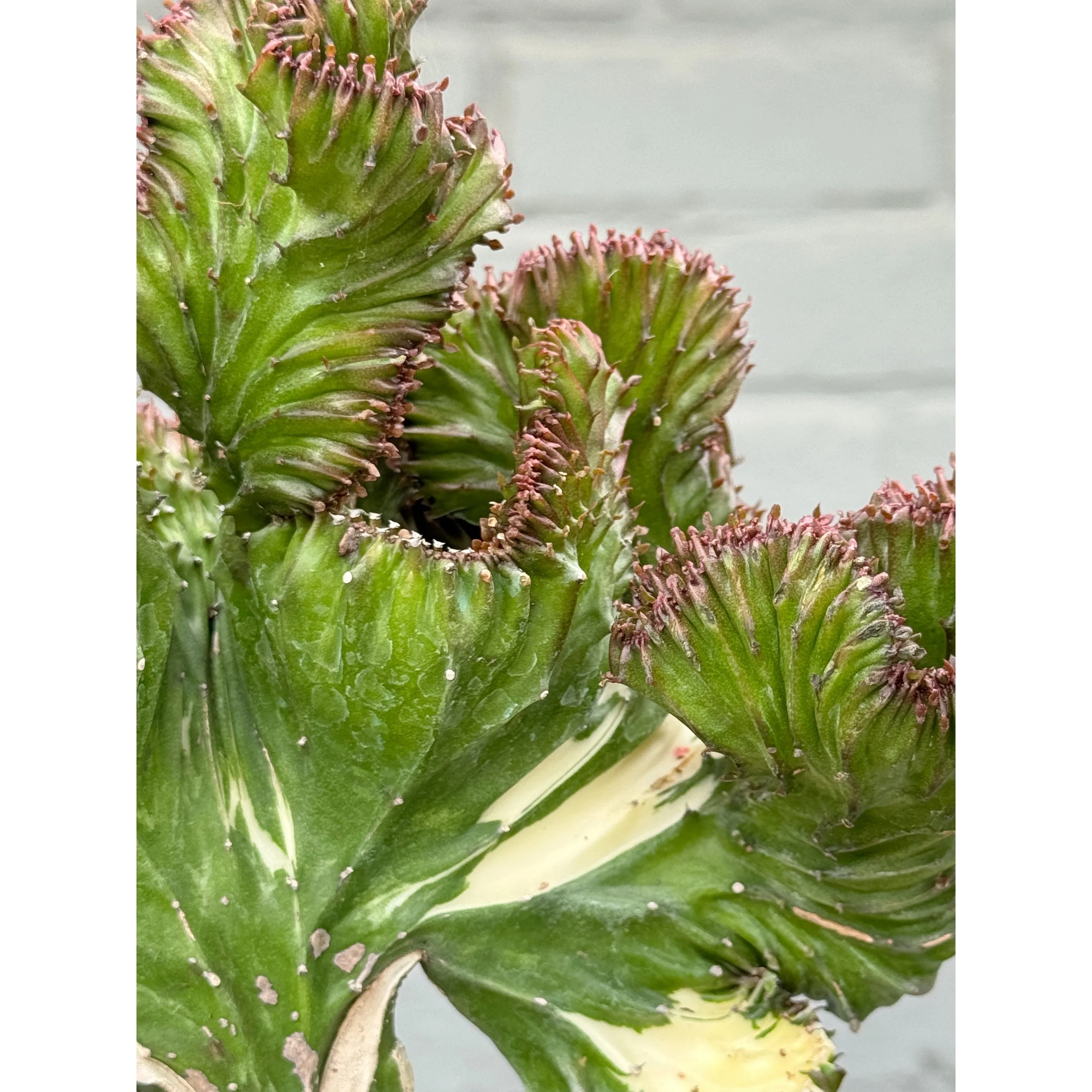 Grafted Coral Cactus 'Mermaid Tail' - Dark Green and Burgundy Variegated