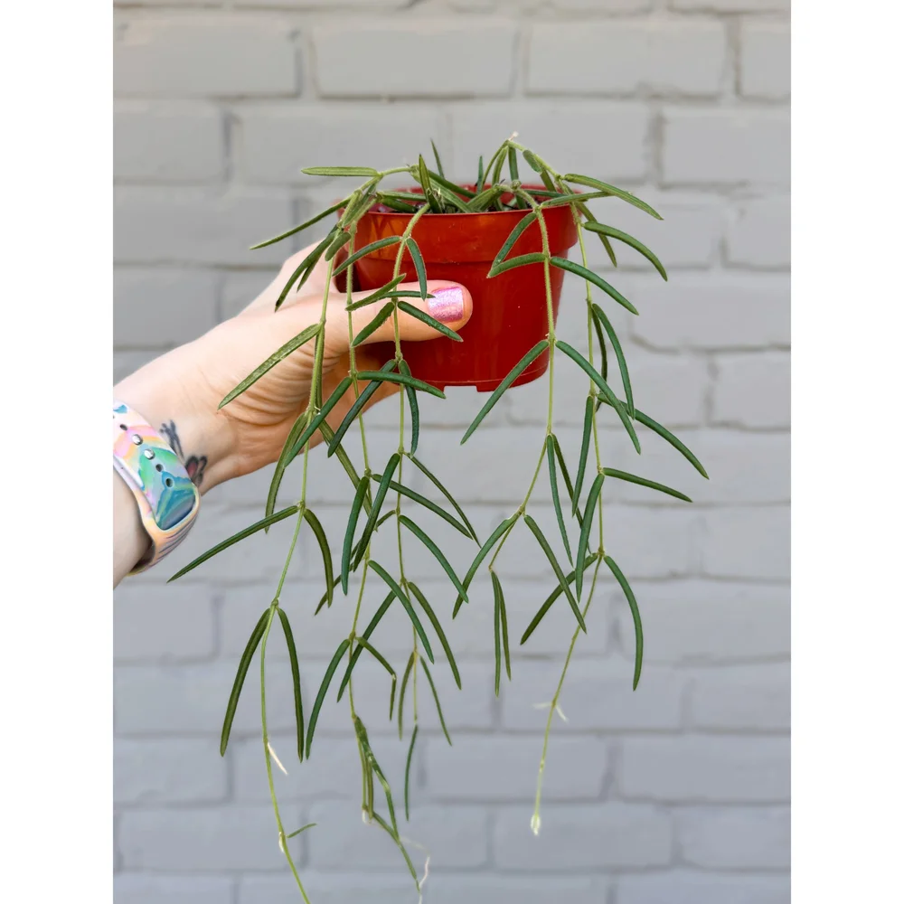 Hoya Linearis 4