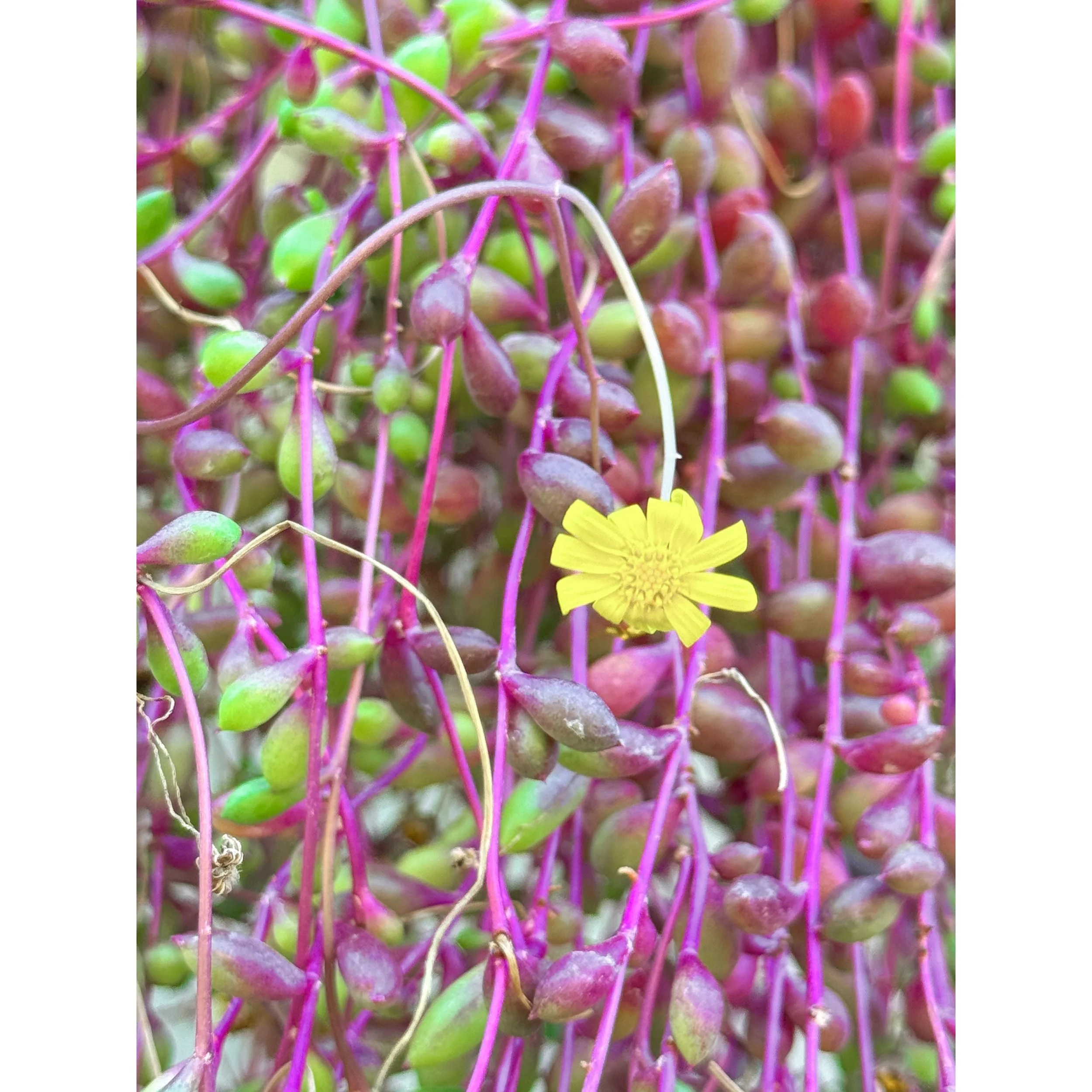 Othonna Capensis 'Ruby Necklace' 6" HB XL