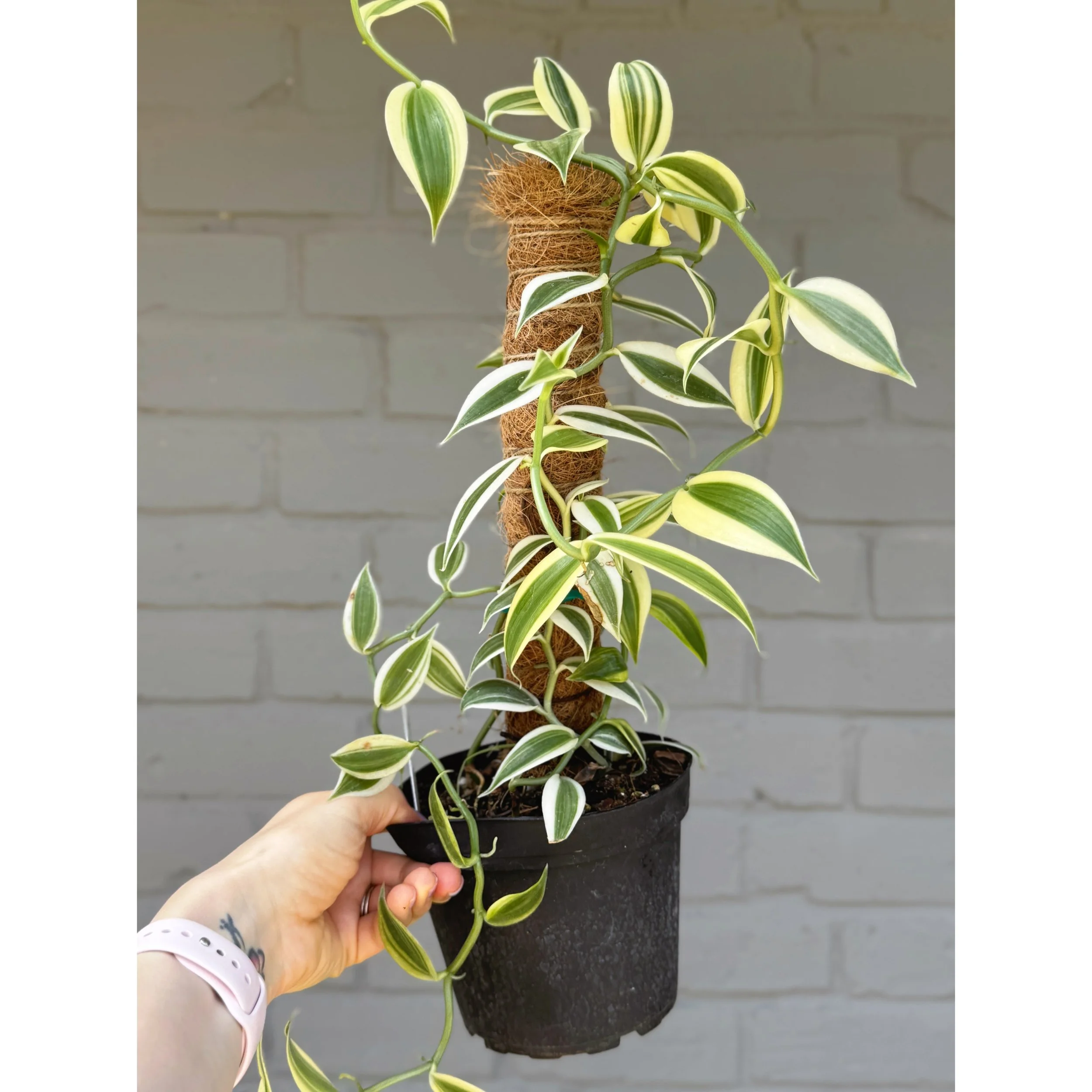 Orchid Vanilla Planifolia Albo Variegata 6" Totem