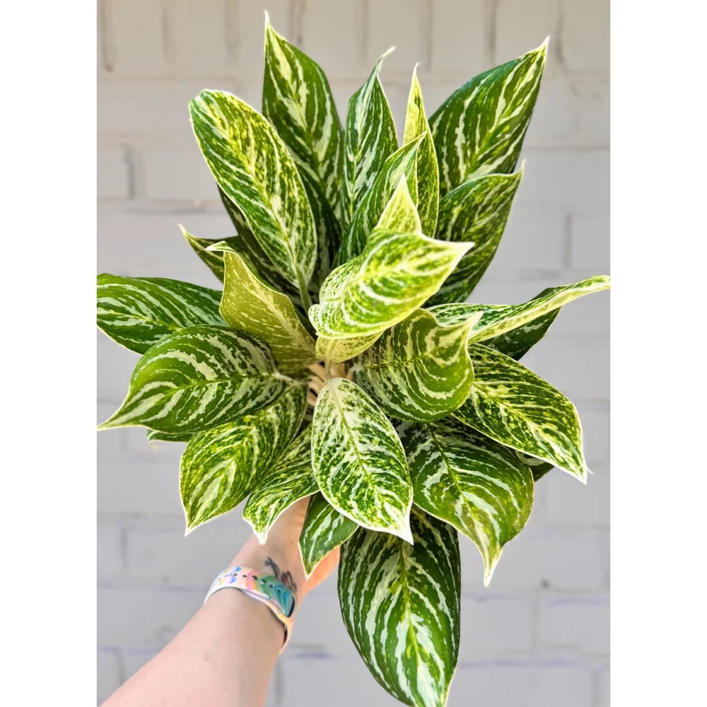 Aglaonema Hybird 'Golden Madonna' 6