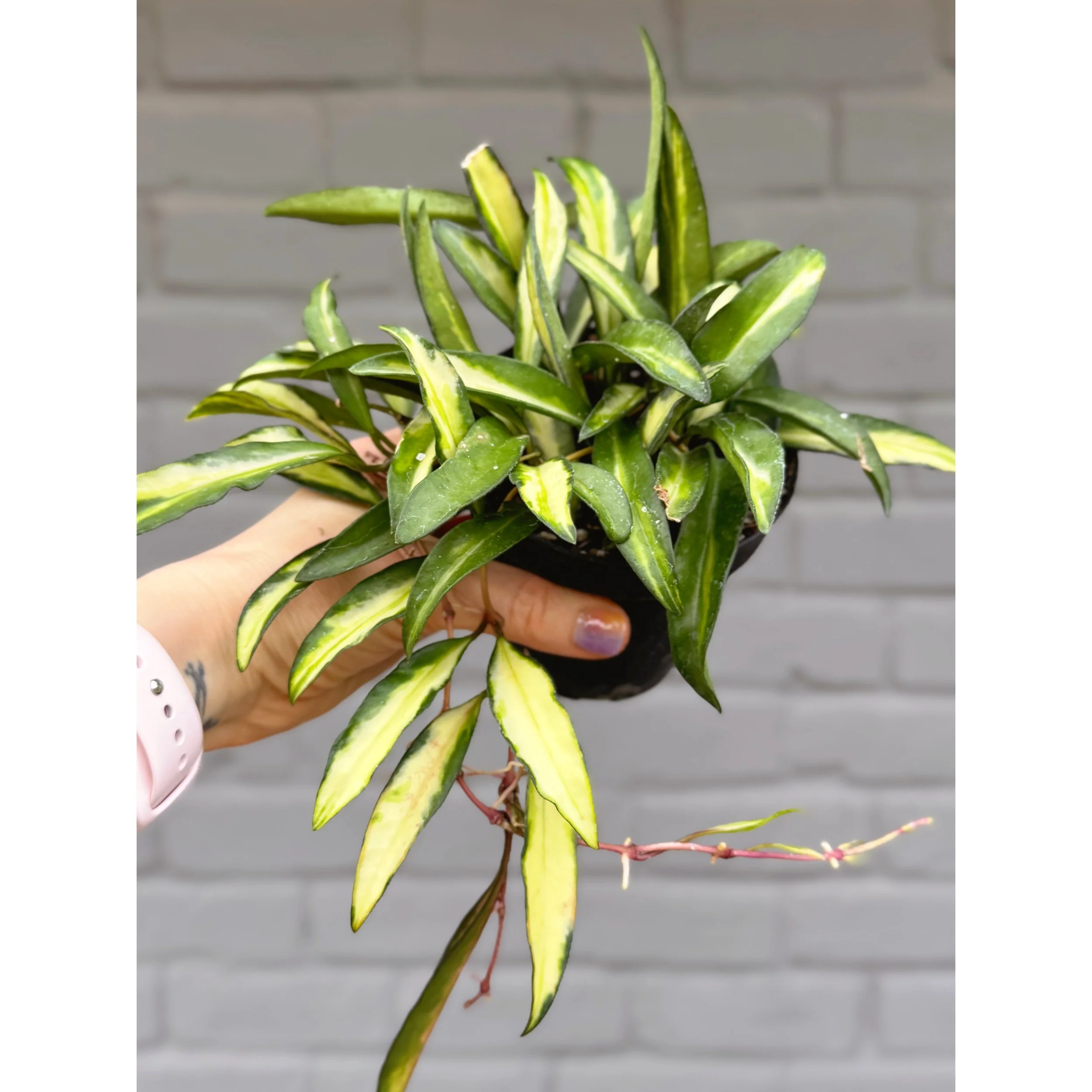 Hoya Variegated Wayetii
