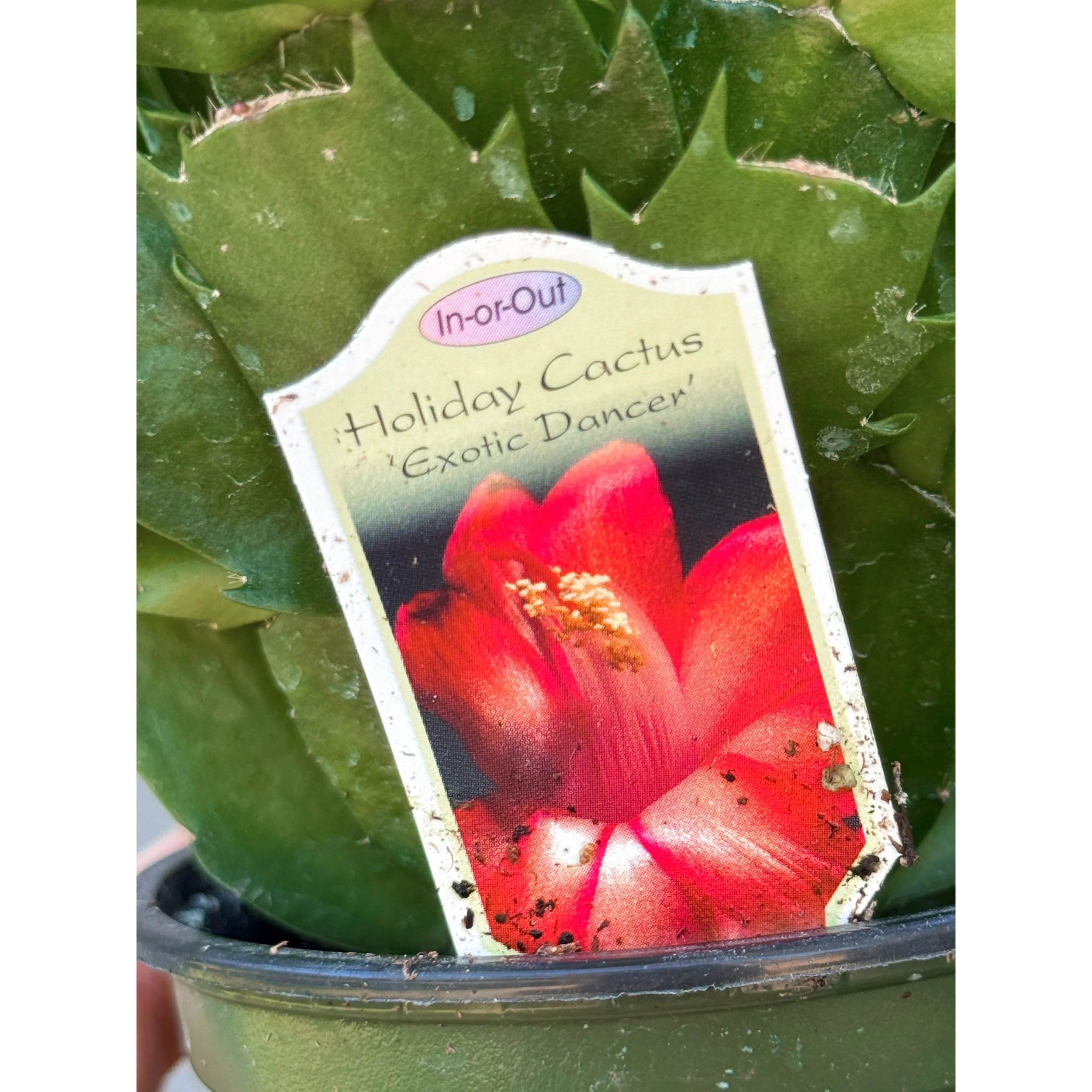 Holiday Cactus 'Exotic Dancer' (Bright Rose Red)