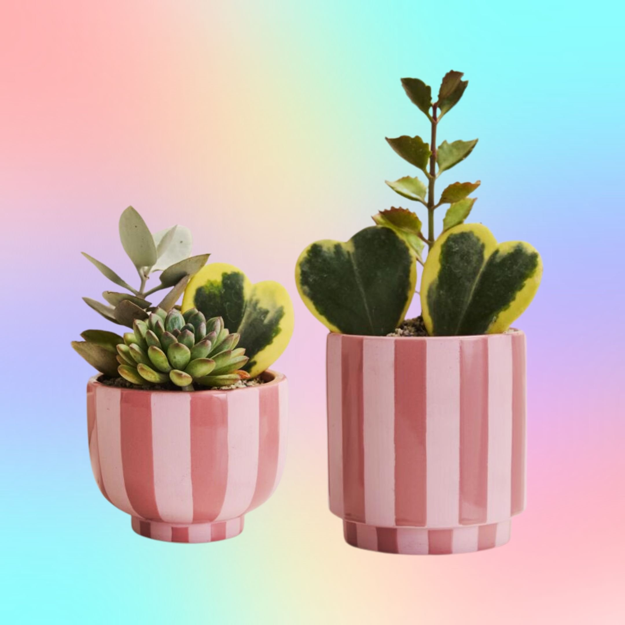 Candy Pink Striped Ceramic Planters