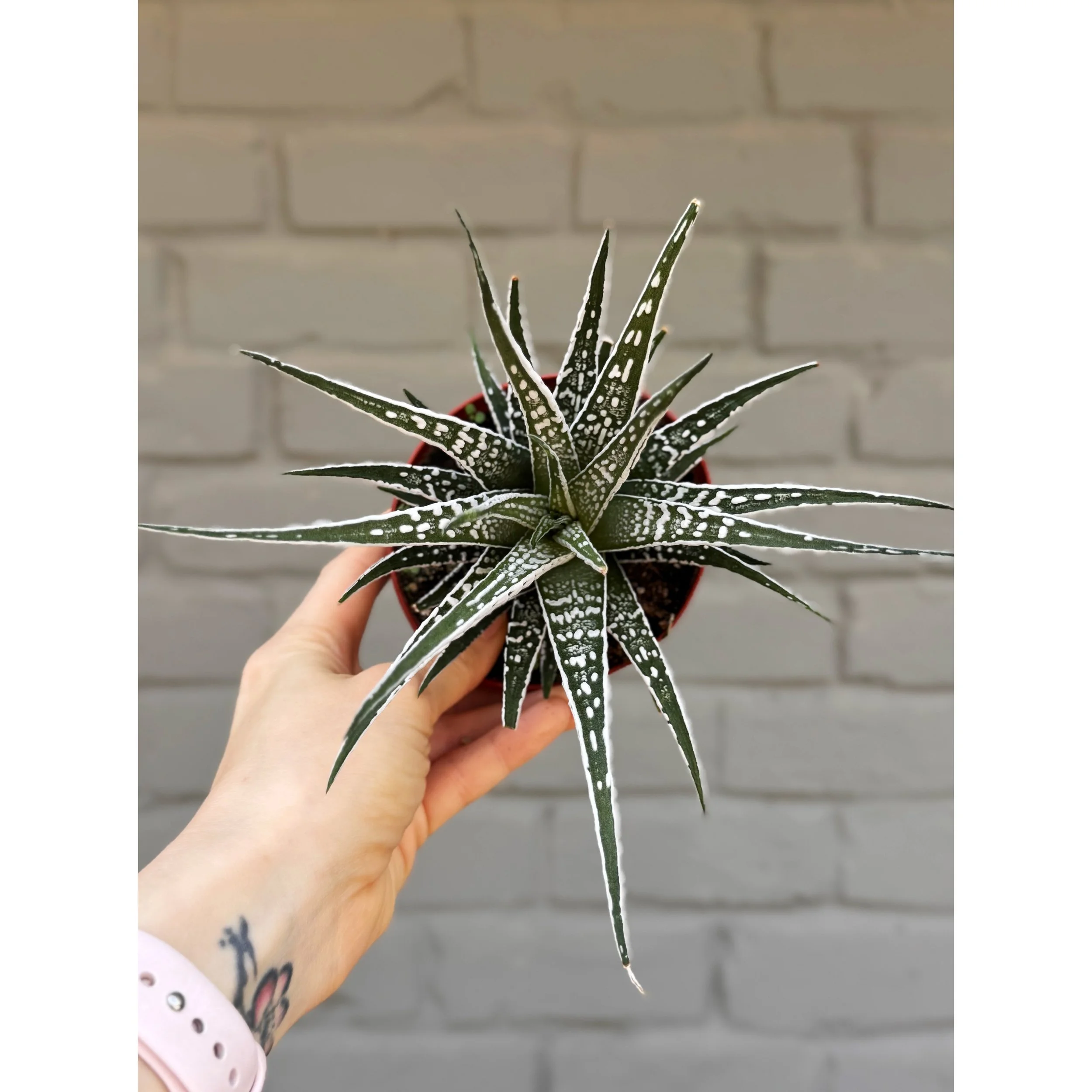 Haworthia Attenuata ‘Zebra’ Extra White