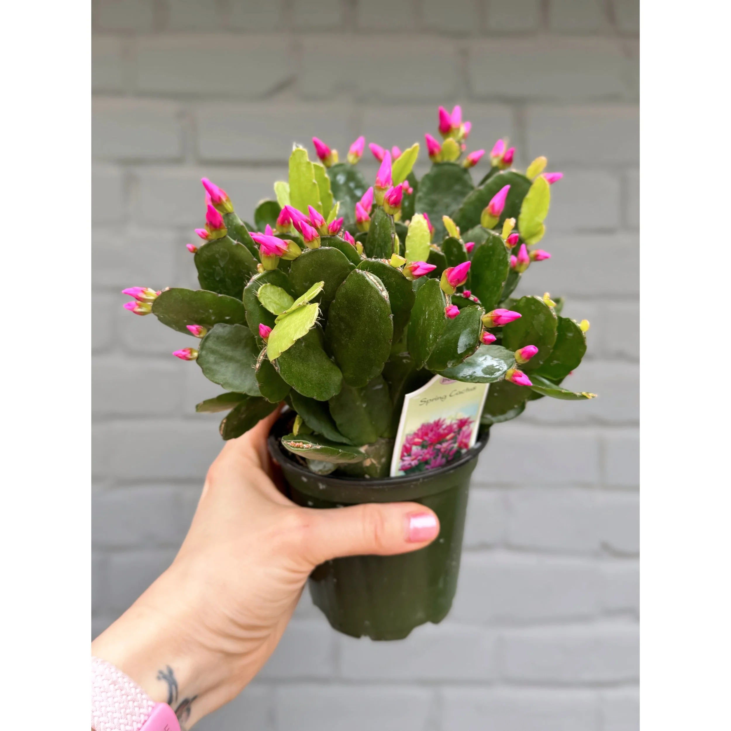 Hot Pink Spring Cactus4"
