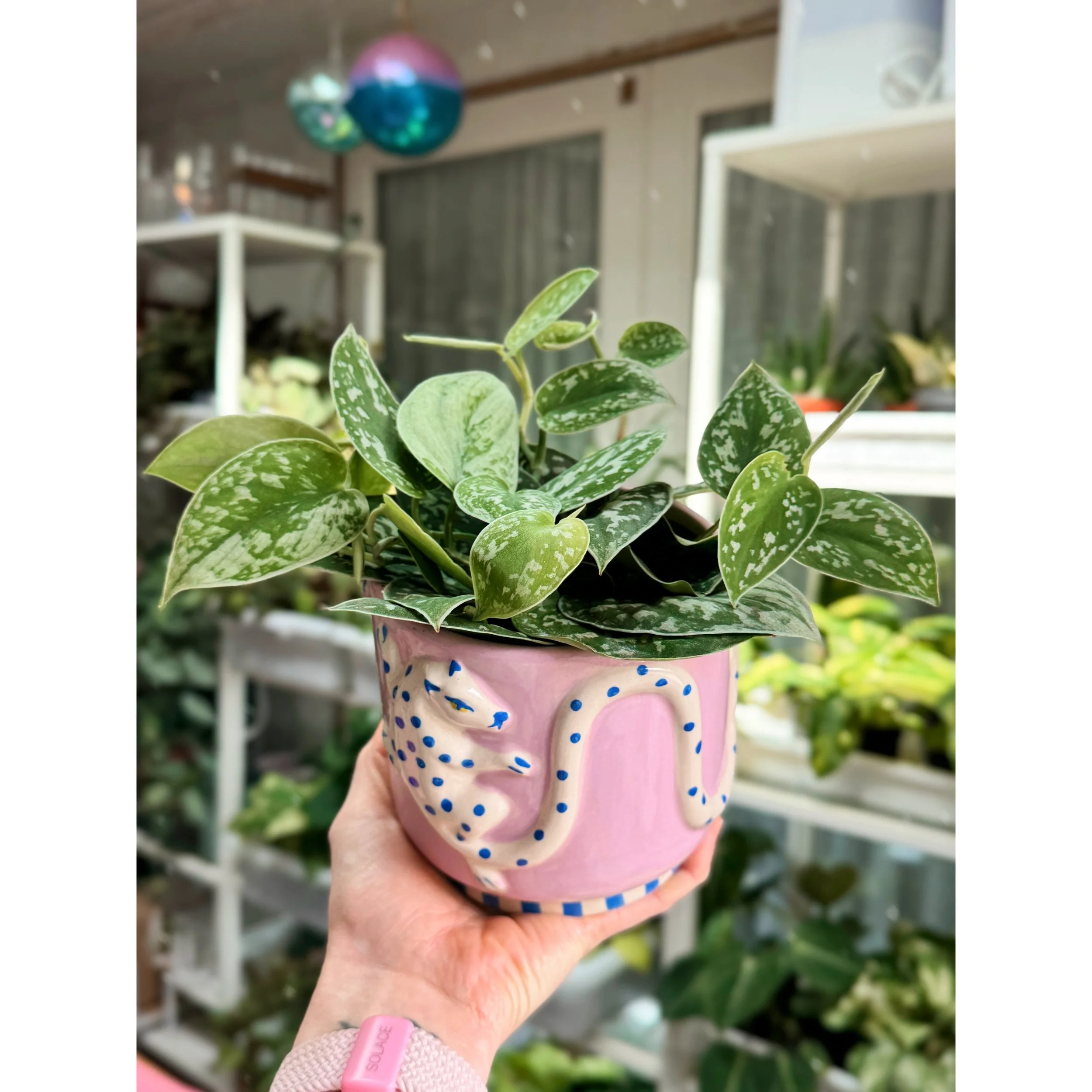 Scindapsus Pictus 'Silvery Ann' in Wild Tails Planter