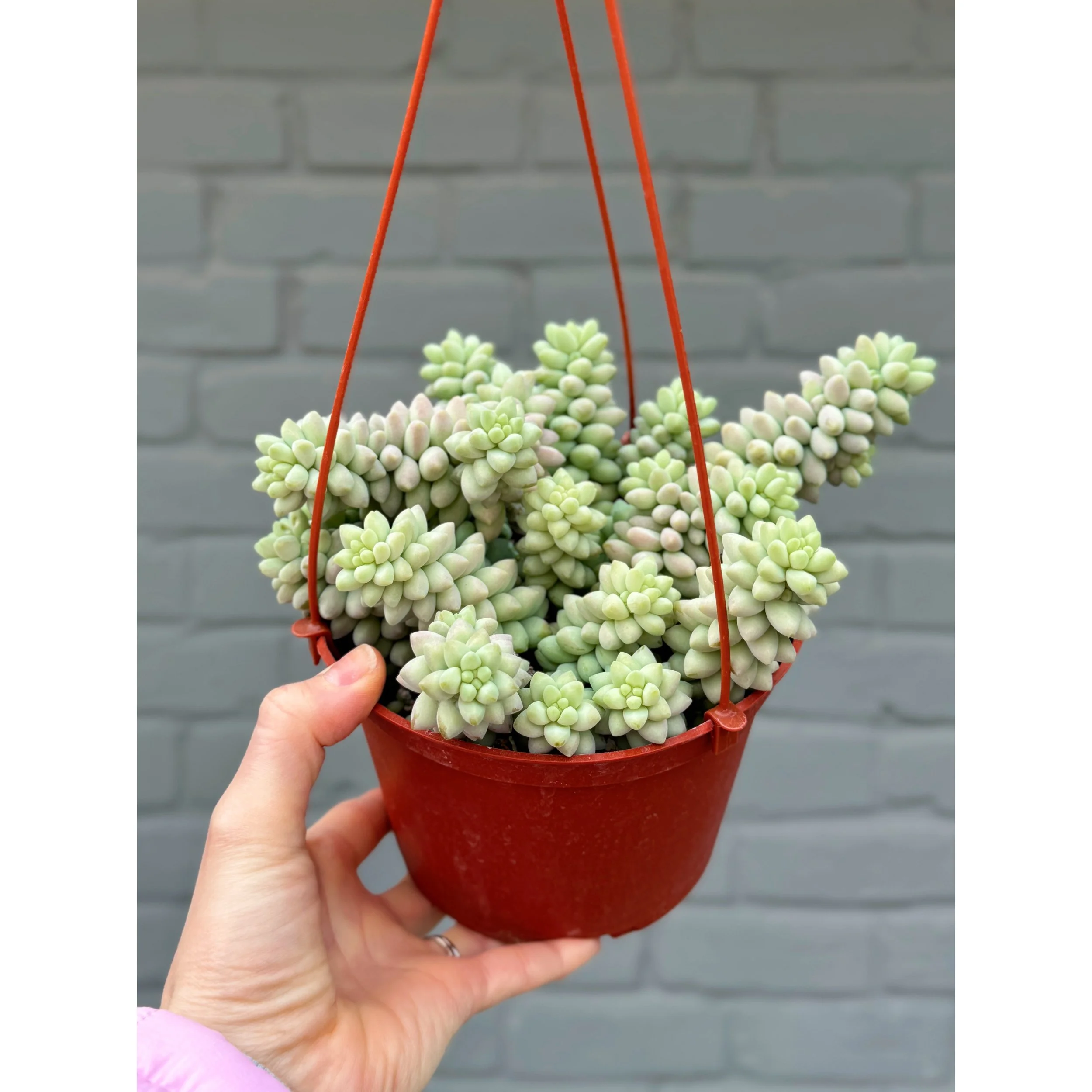 Sedum Morganianum 'Donkey Tail' 6" HB