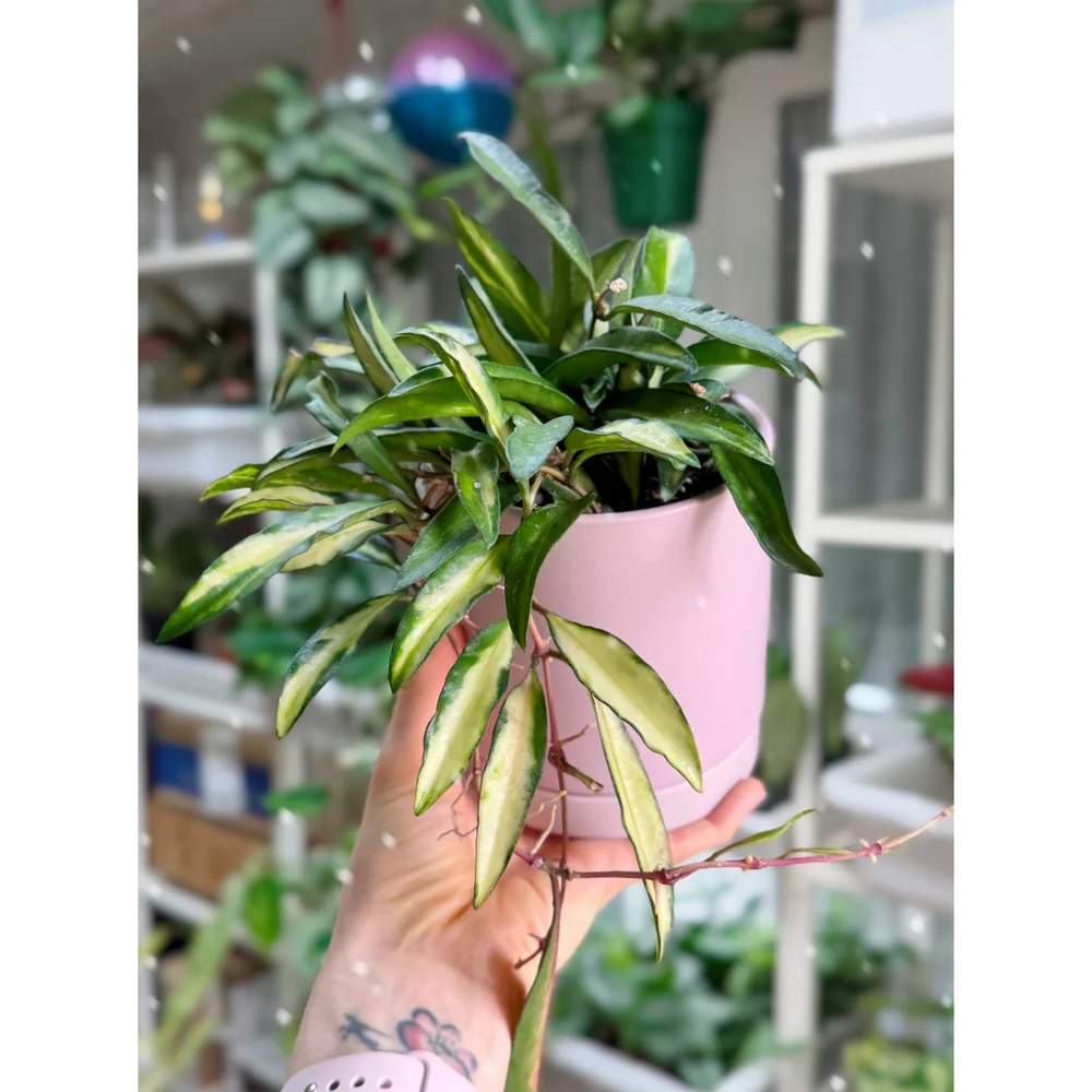 Hoya Variegated Wayetii — Stayin' Alive Succulents