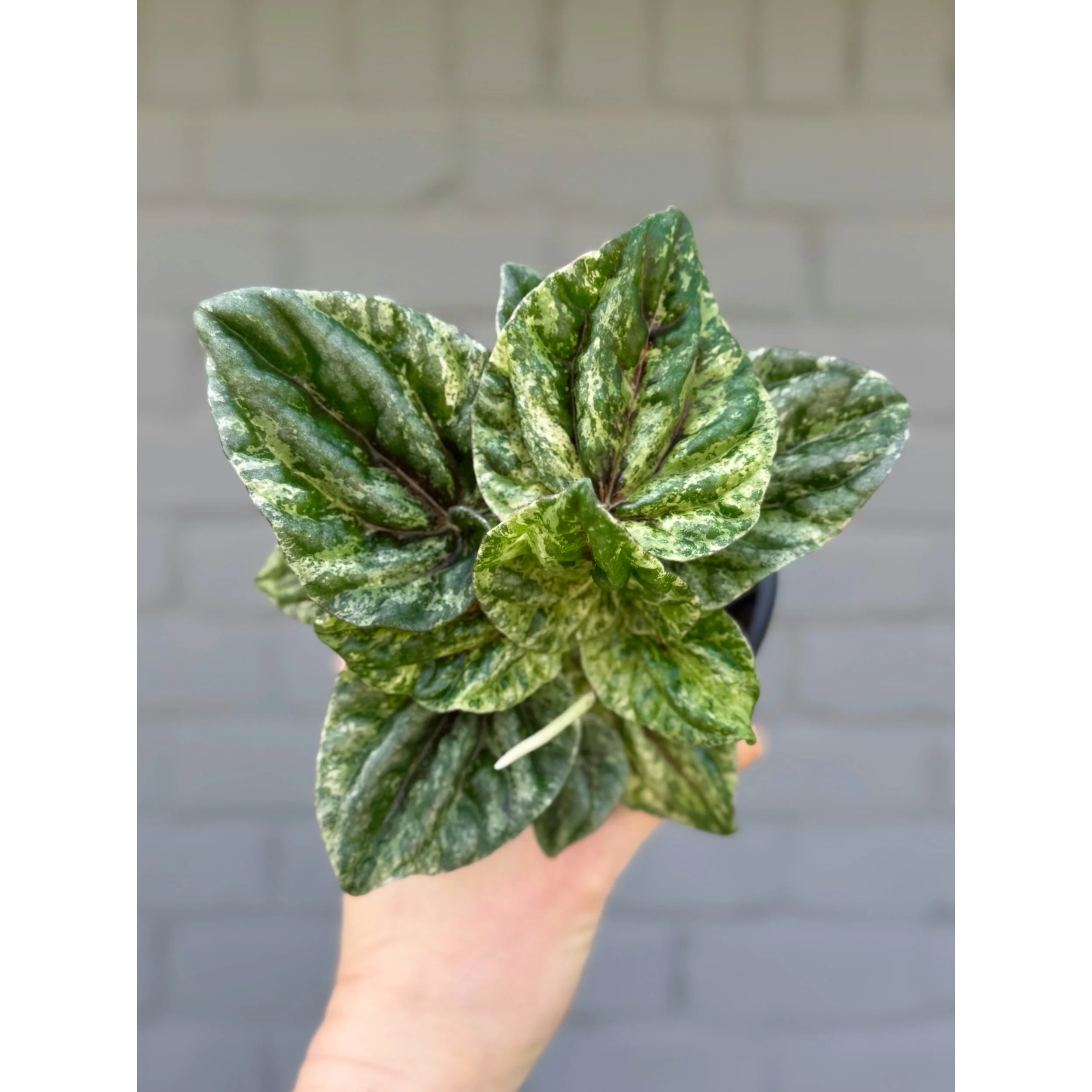 Peperomia Caperata 'Buenos Aires' 4"