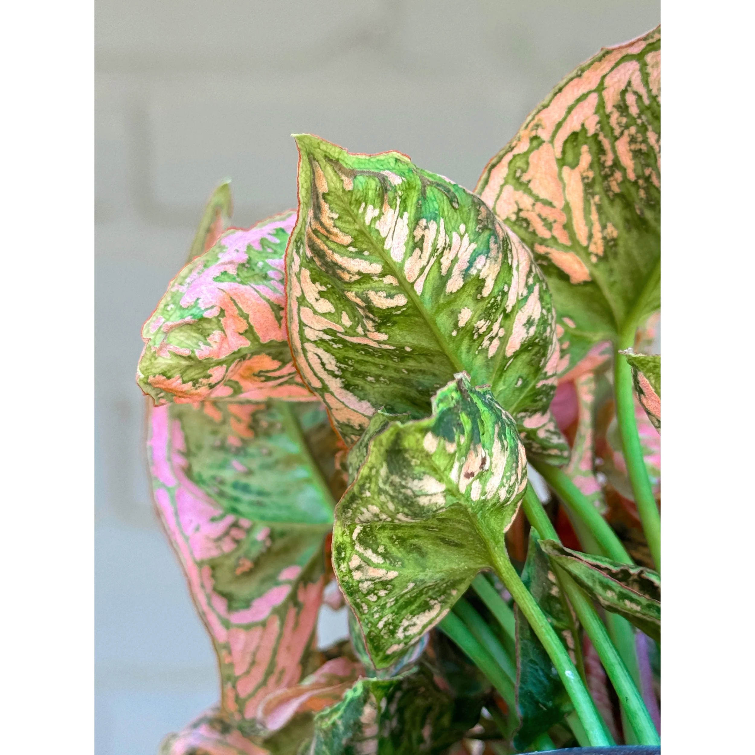 Syngonium 'Pink Rolli'