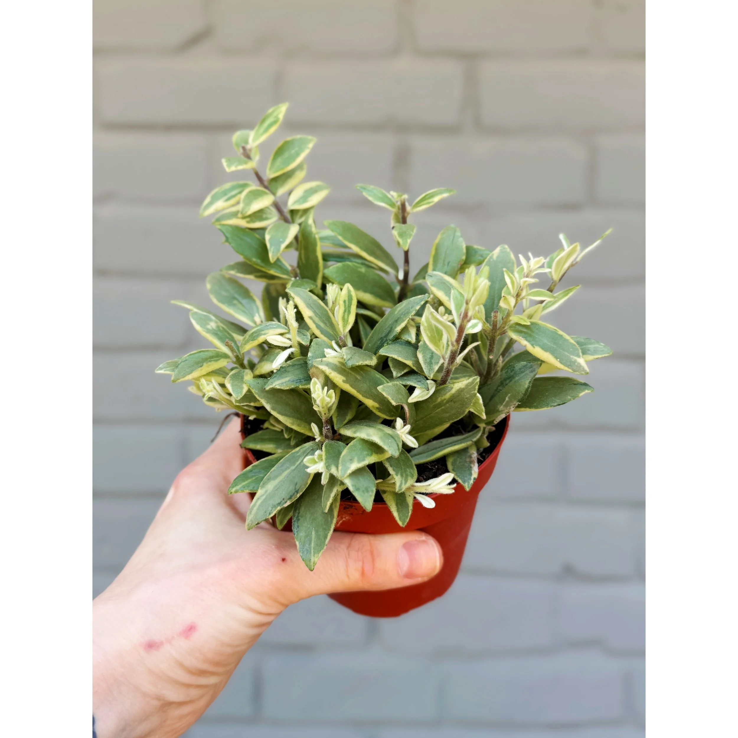 Aeschynanthus Bolero 'Bicolor Lipstick Plant' 4"