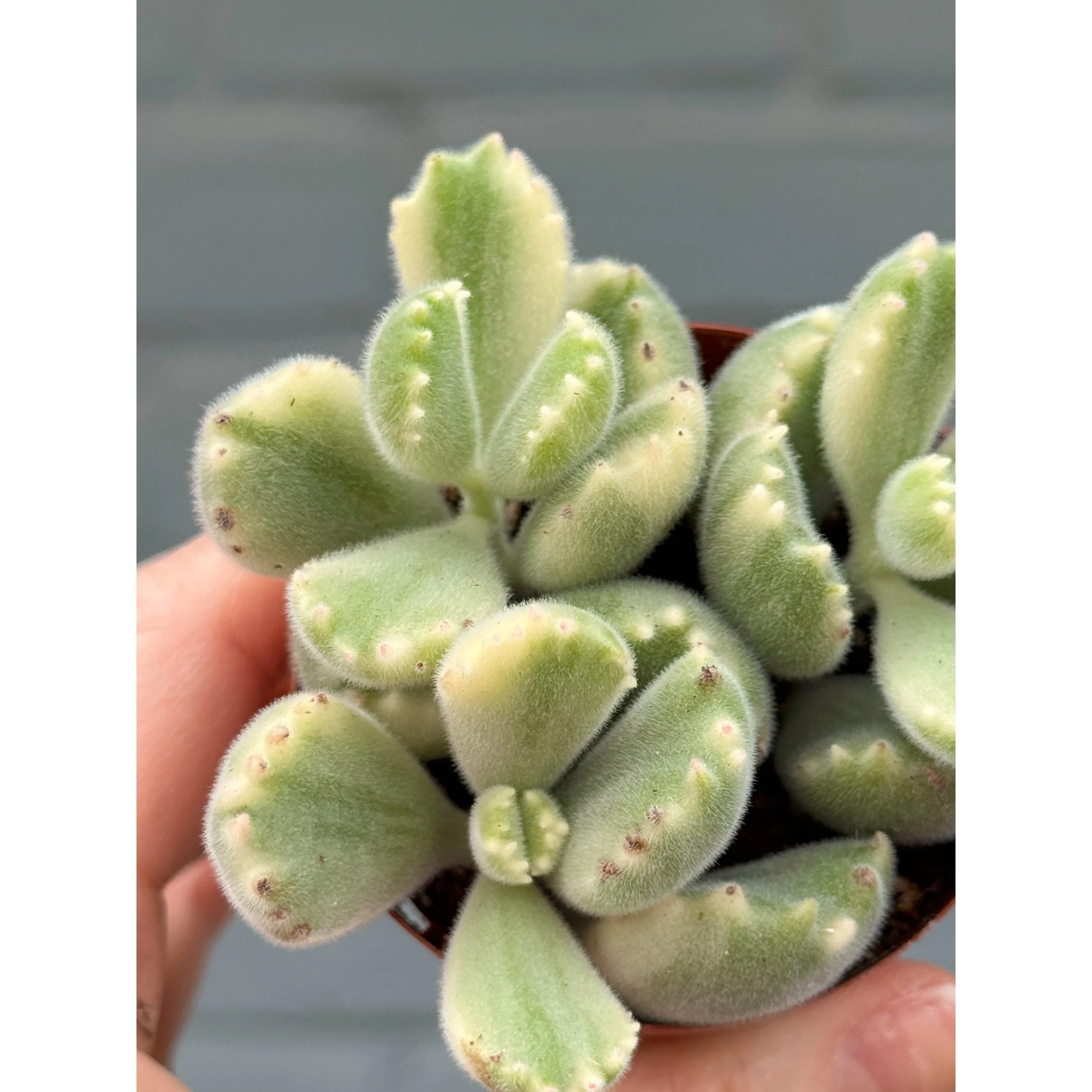 Cotyledon Tomentosa Variegated 'Bear Paw'