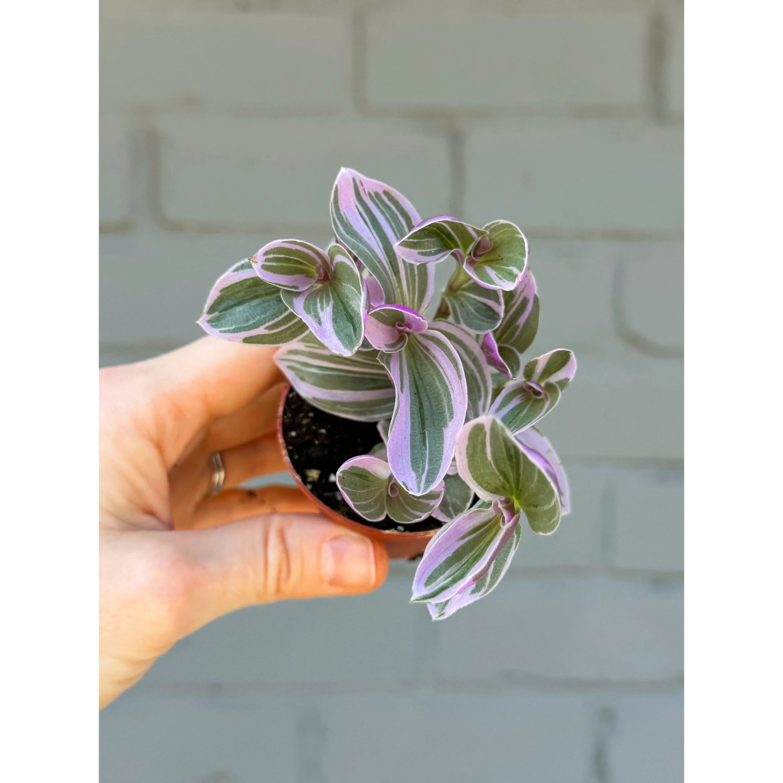 Tradescantia Nanouk 'Bubblegum Lilac'