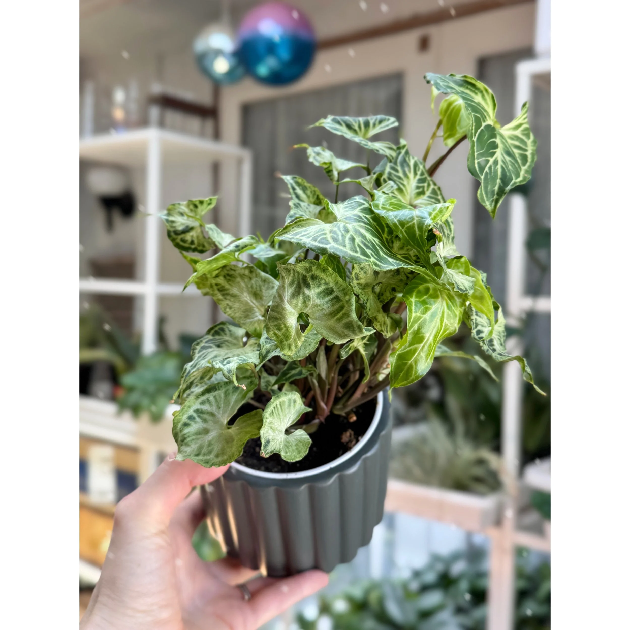 Syngonium Podophyllum 'Batik' in Jungle Green Fluted Pot