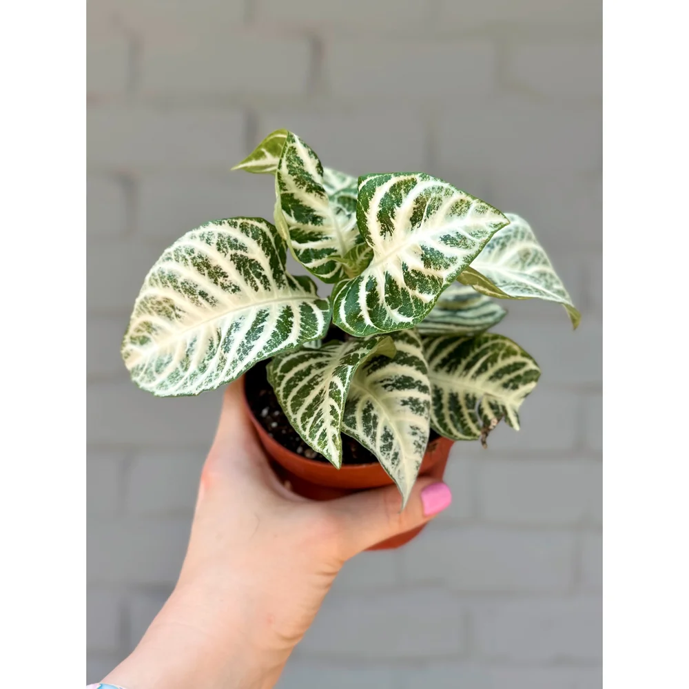 copper for plant Copper Plant Labels  Sow True Seed