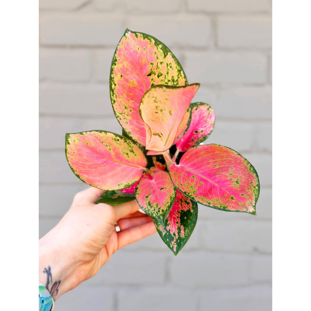 large elephant ears plant Royal Hawaiian® Maui Gold Elephant Ear | Golden Tropical main image 0