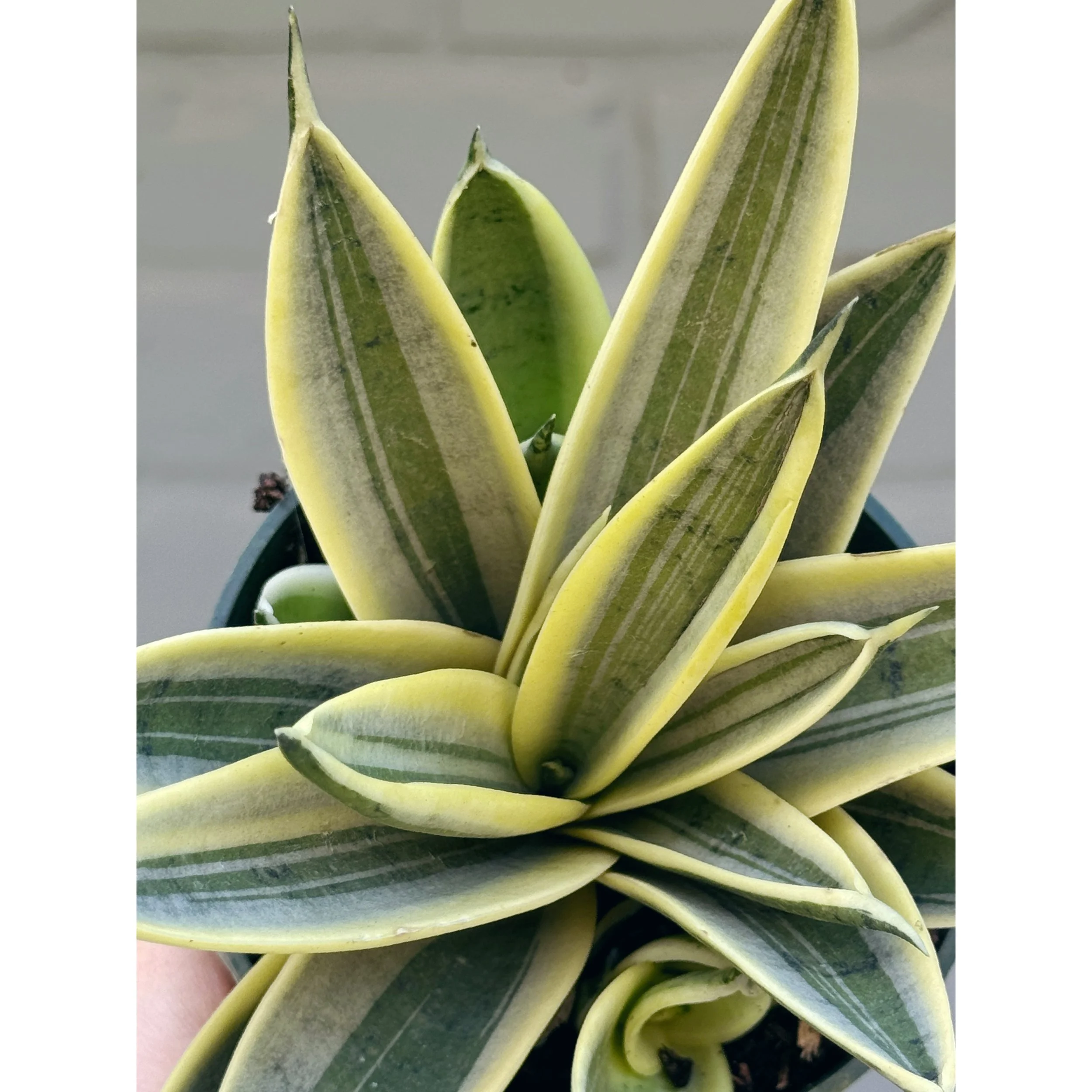 Sansevieria Hahnii 'Marble Star'