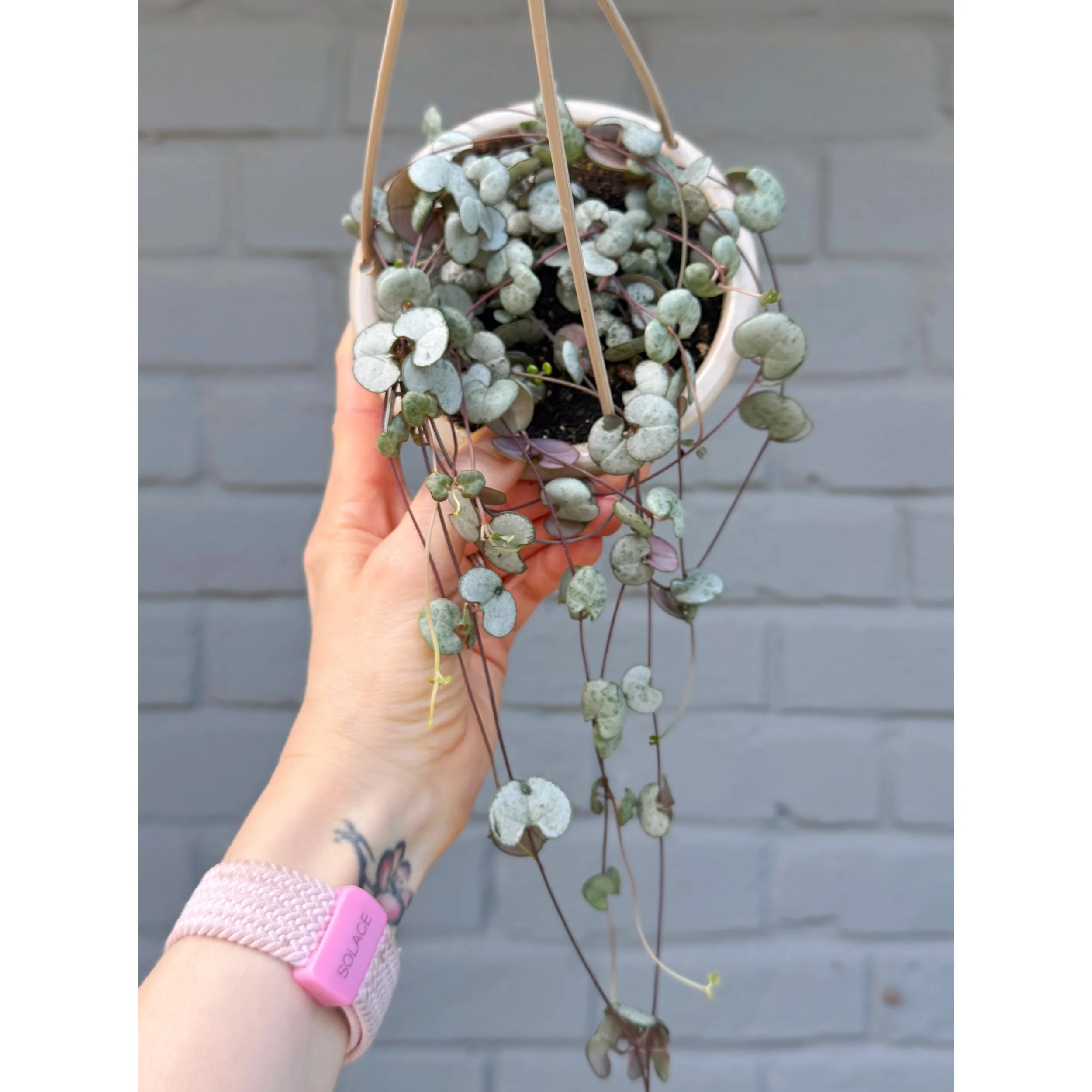 Ceropegia Woodii 'Silver Glory' String of Hearts