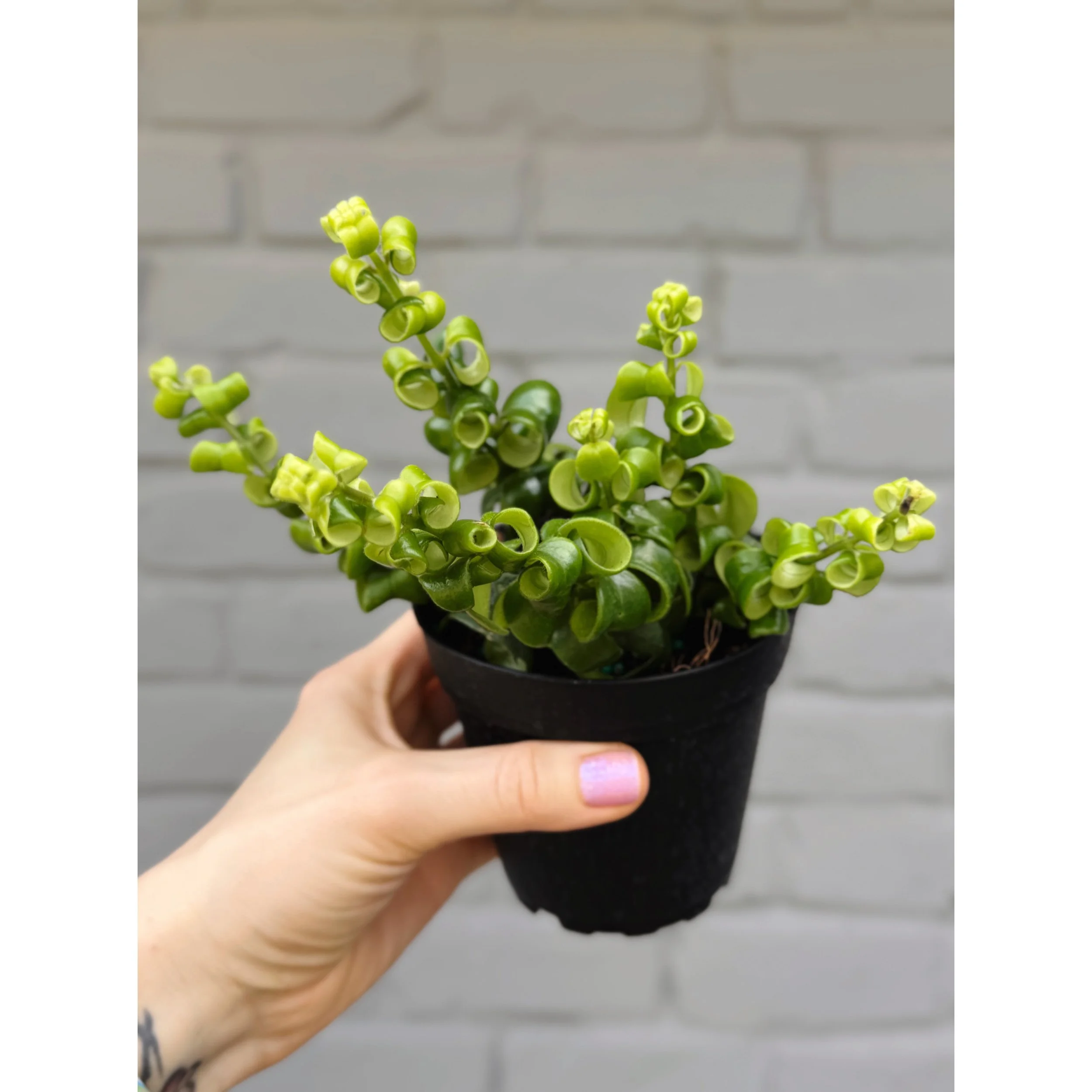 Aeschynanthus Radicans 'Curly Lipstick Plant'