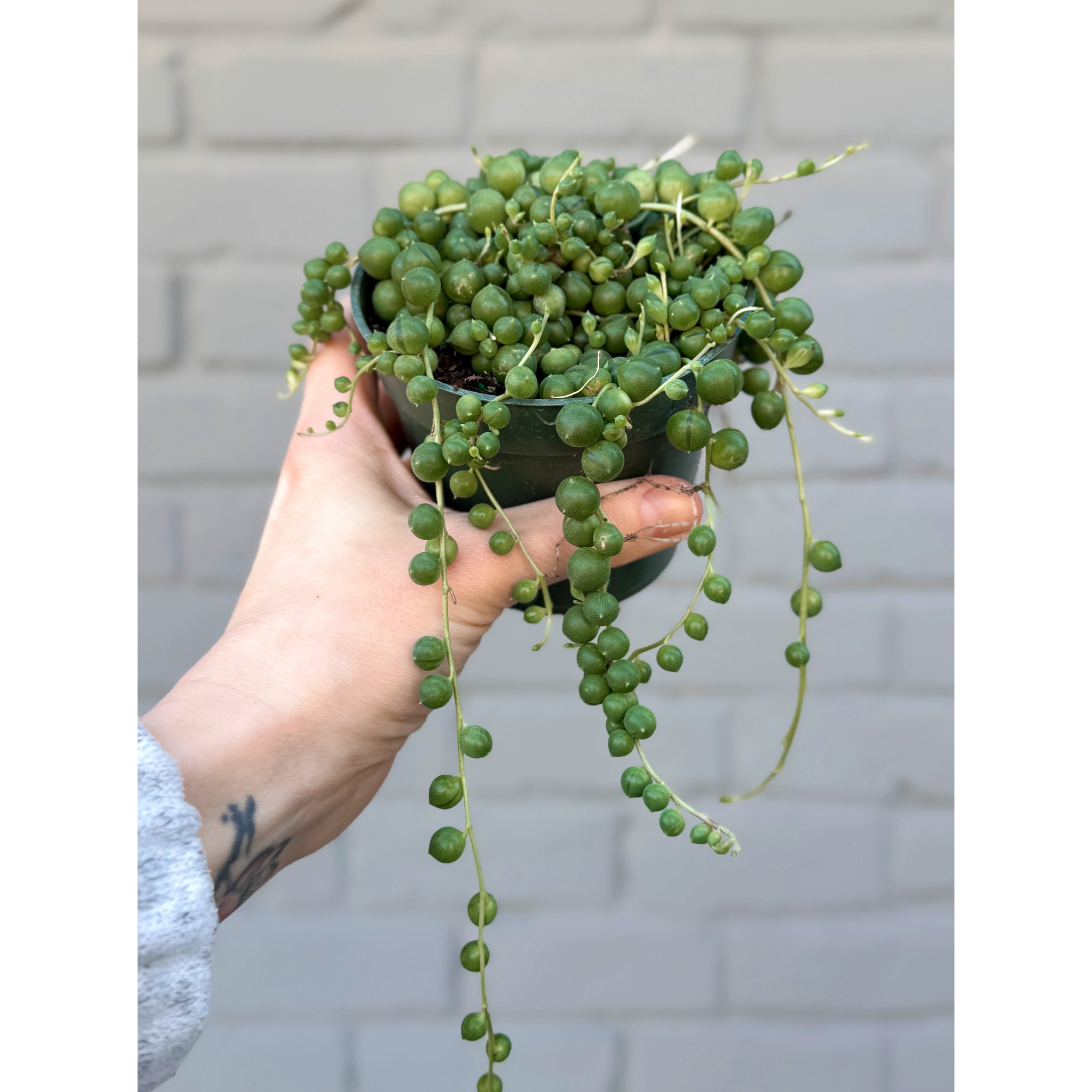 Senecio Rowleyanus 'String of Pearls' 4”