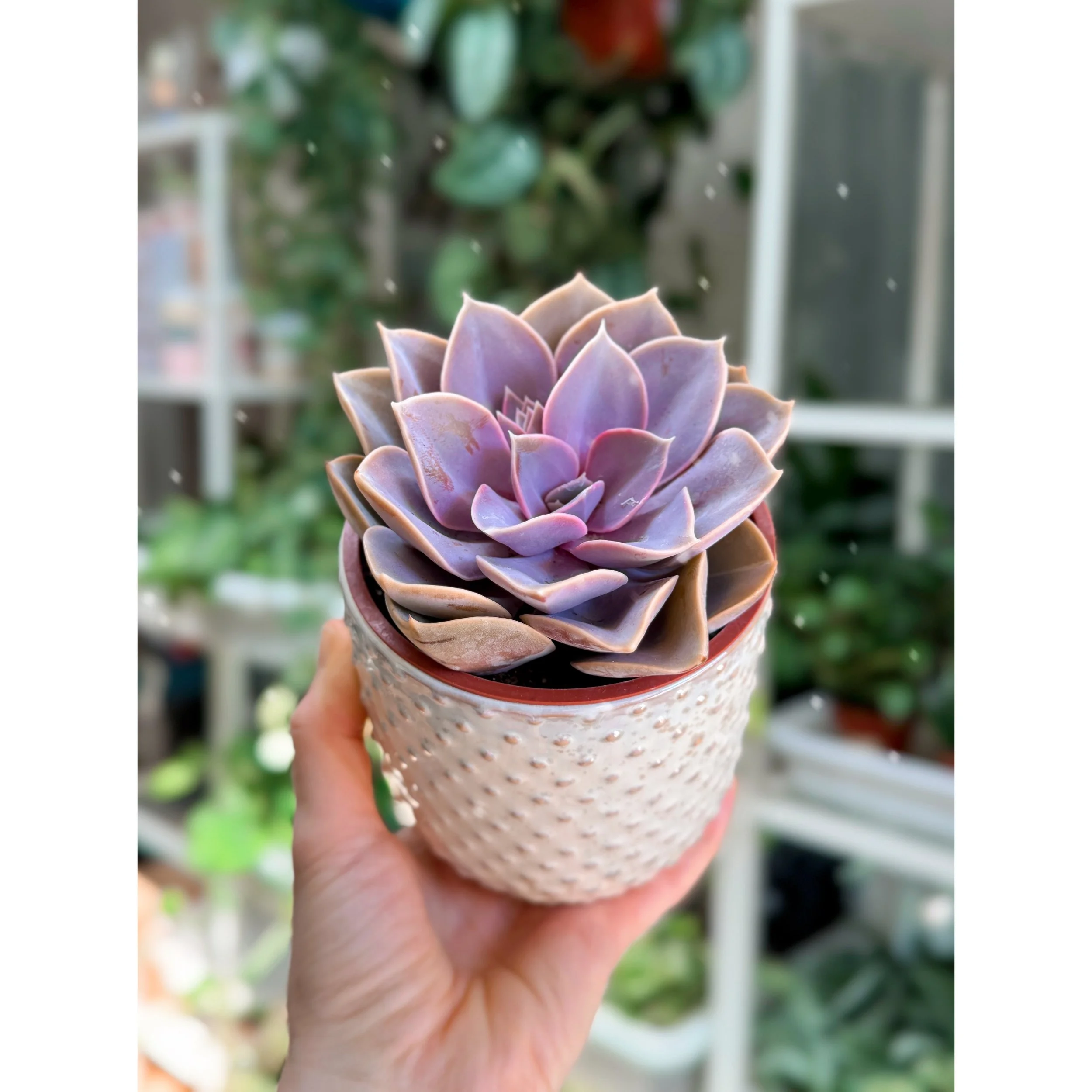 pvn with everly pot