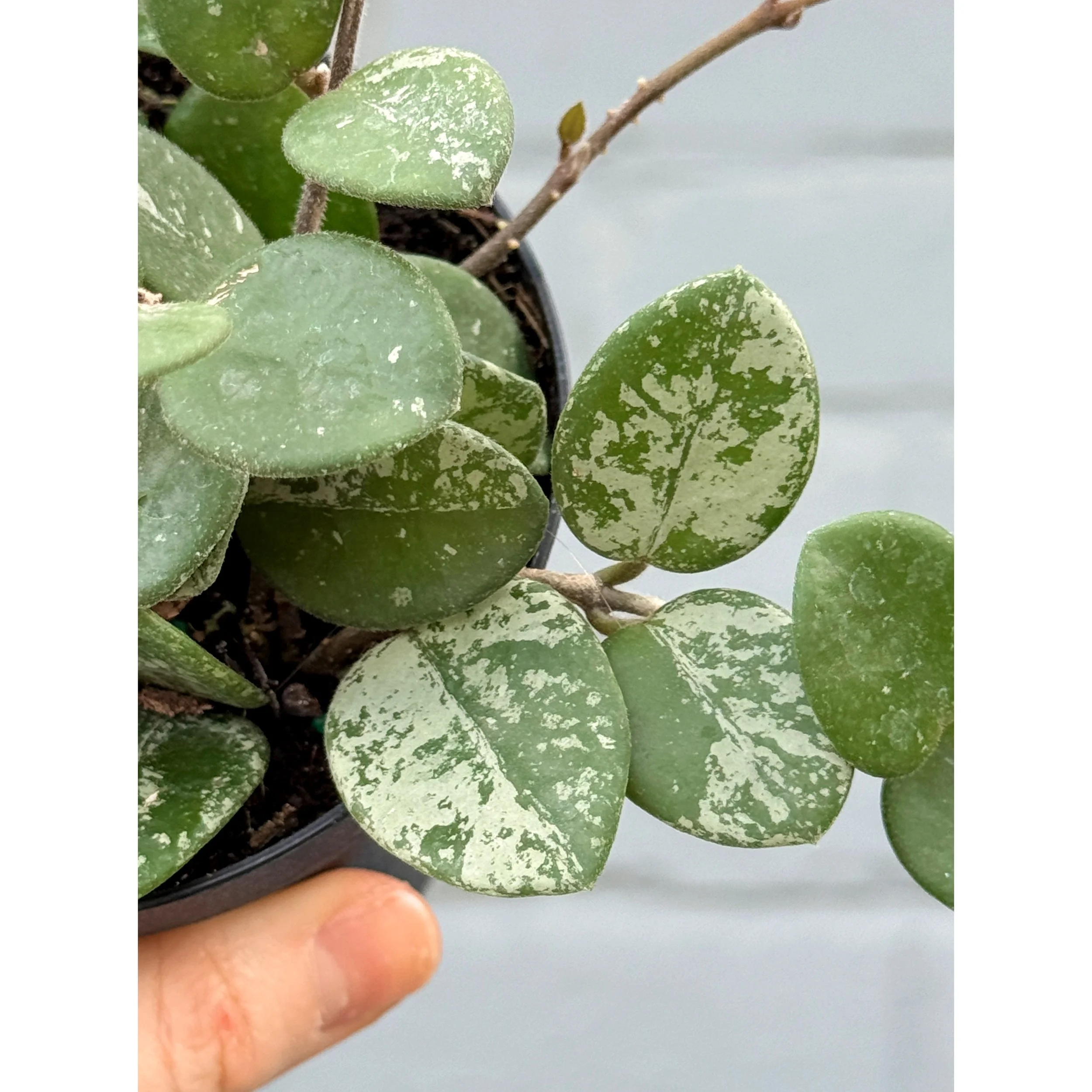 Hoya Mathilde (Carnosa x Serpens Hybrid)