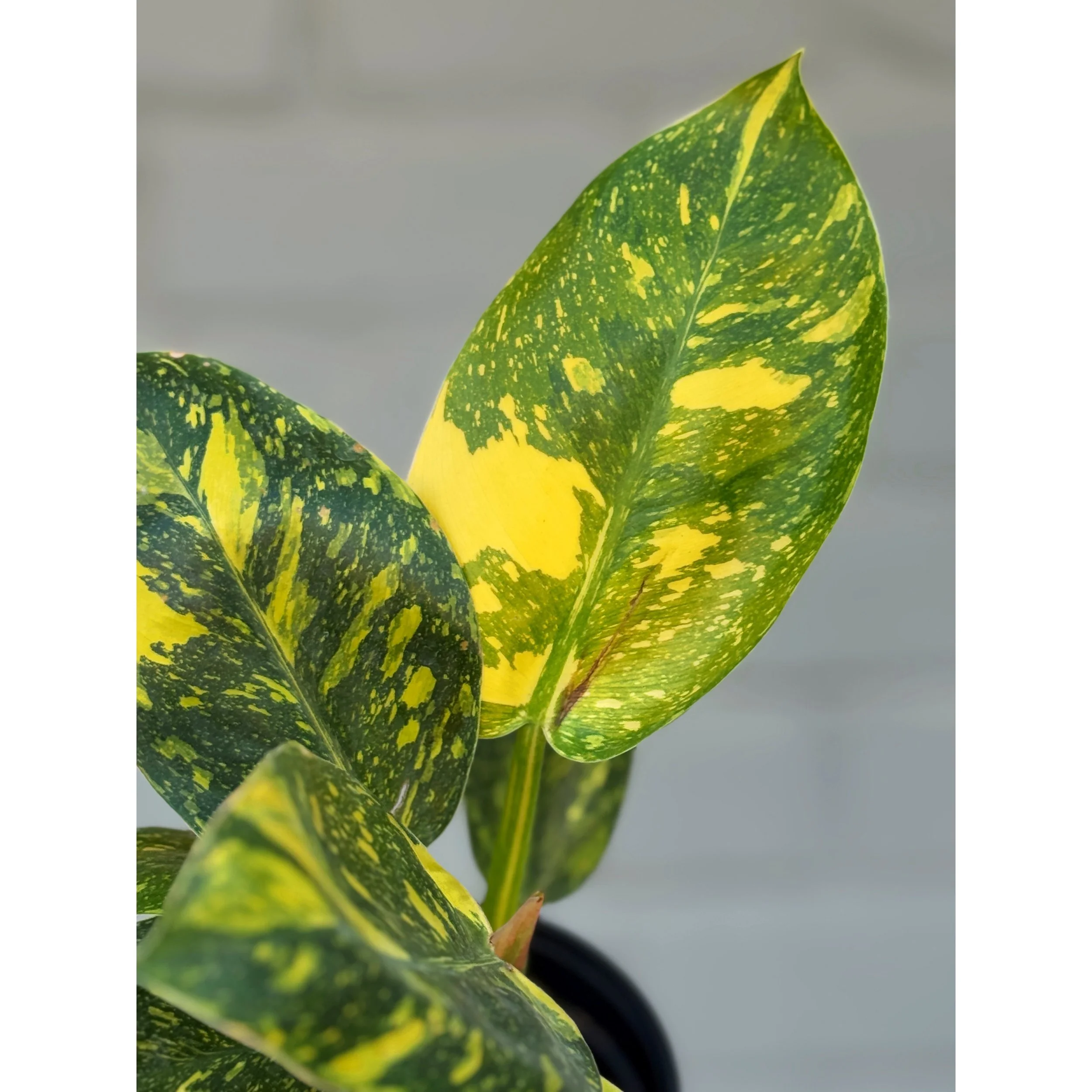 Philodendron Green Congo 'Nuclear' (aka ‘Copper Flame’)